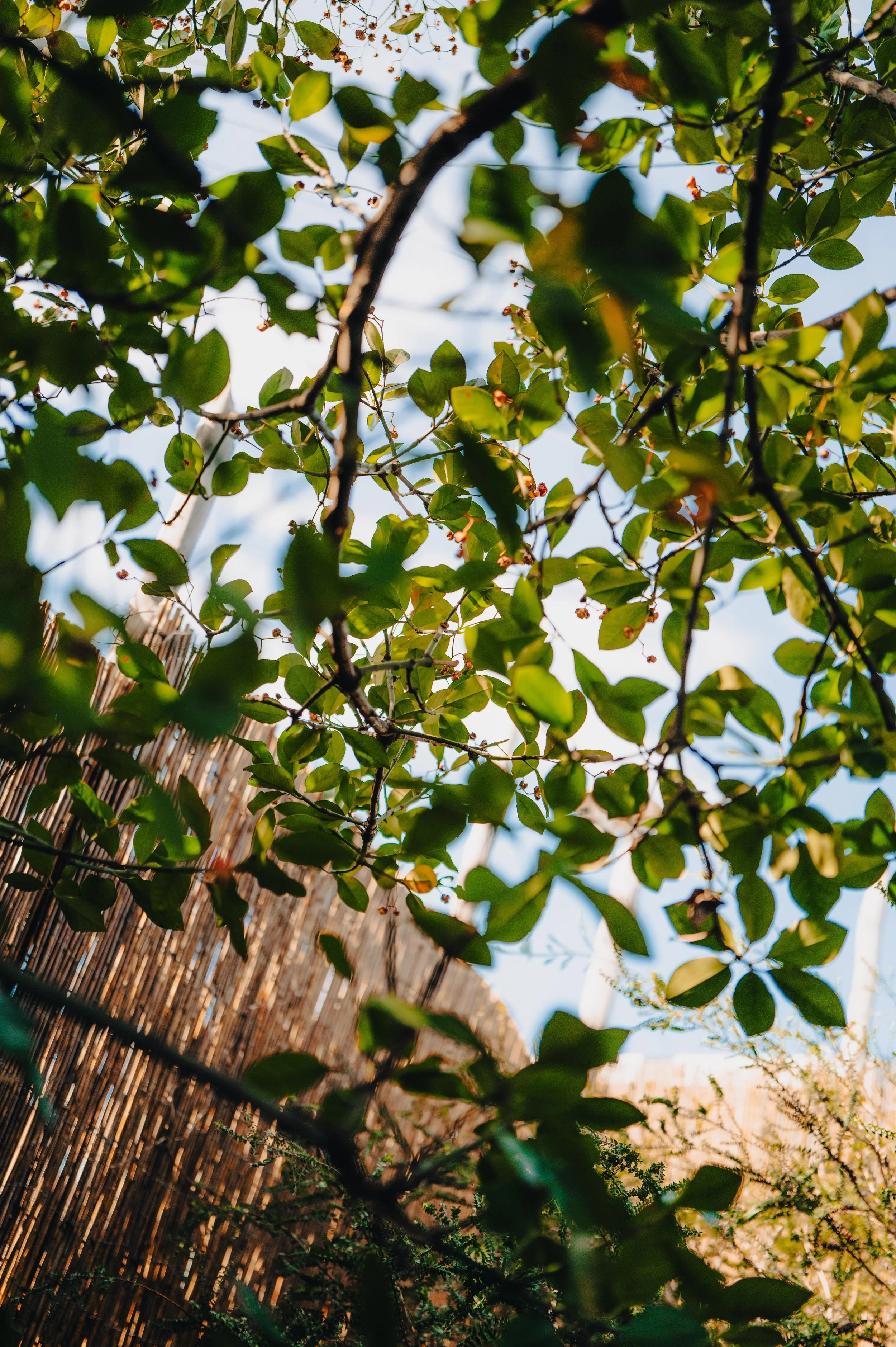 View of green leaves on tree branches with a wooden fence and blue sky in background.