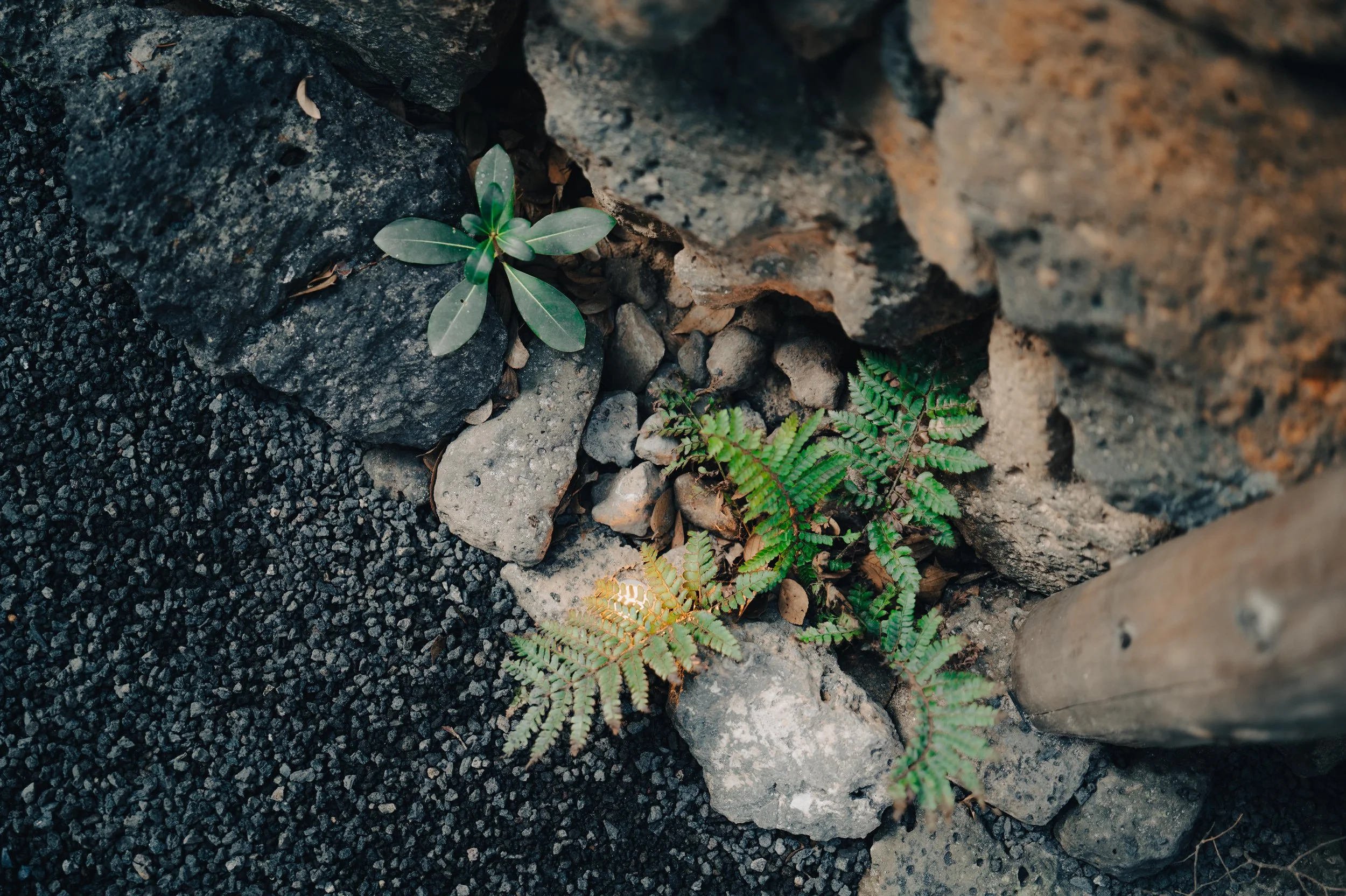 NUUT Aewol 눗애월 Close-up of small green plants growing between rocks and volcanic gravel, with a wooden pole on the right side.