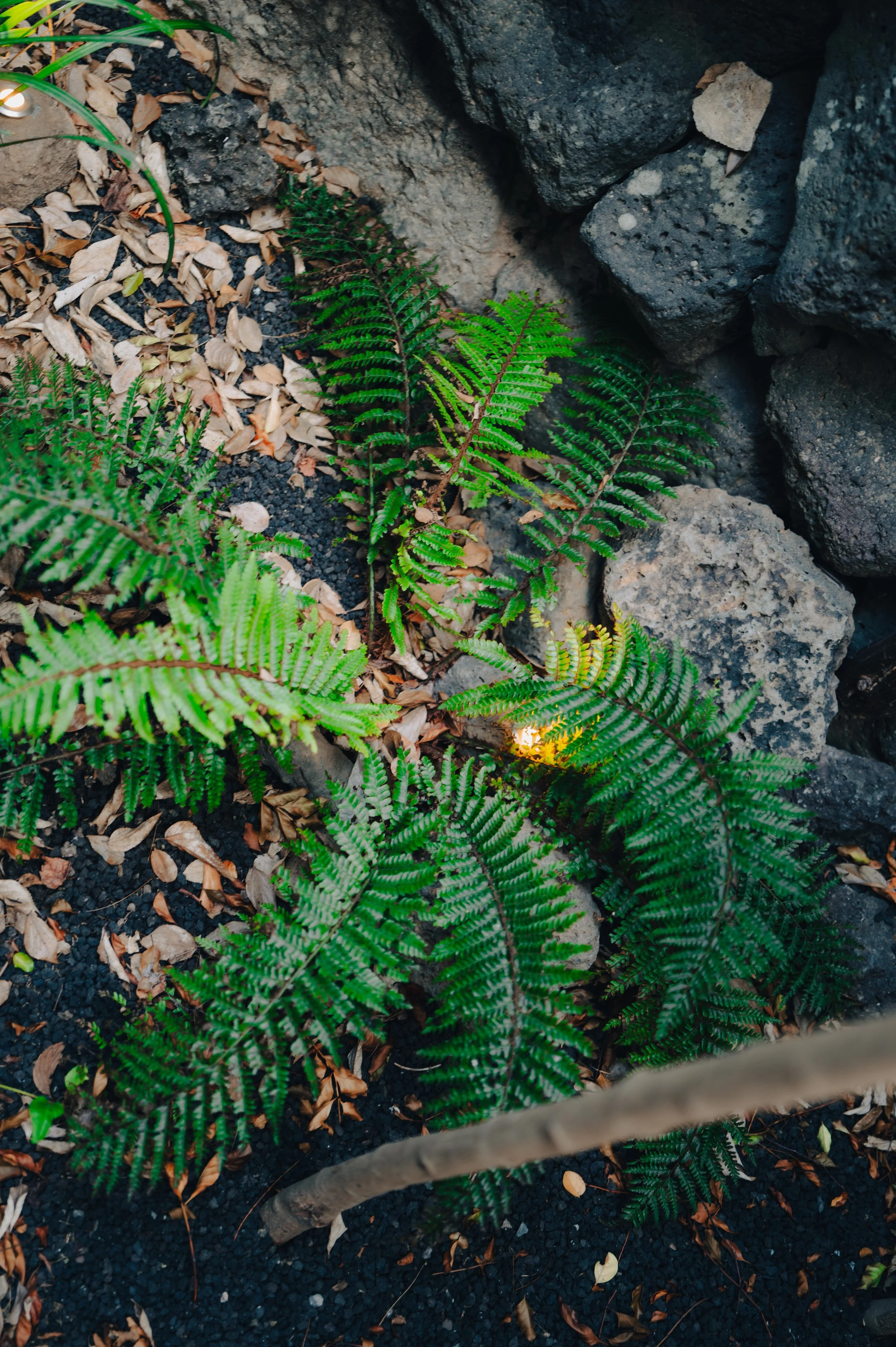 NUUT Aewol 눗애월 Green fern plants growing among rocks and dry leaves on dark soil, with a small warm light underneath one fern, in a natural outdoor setting.