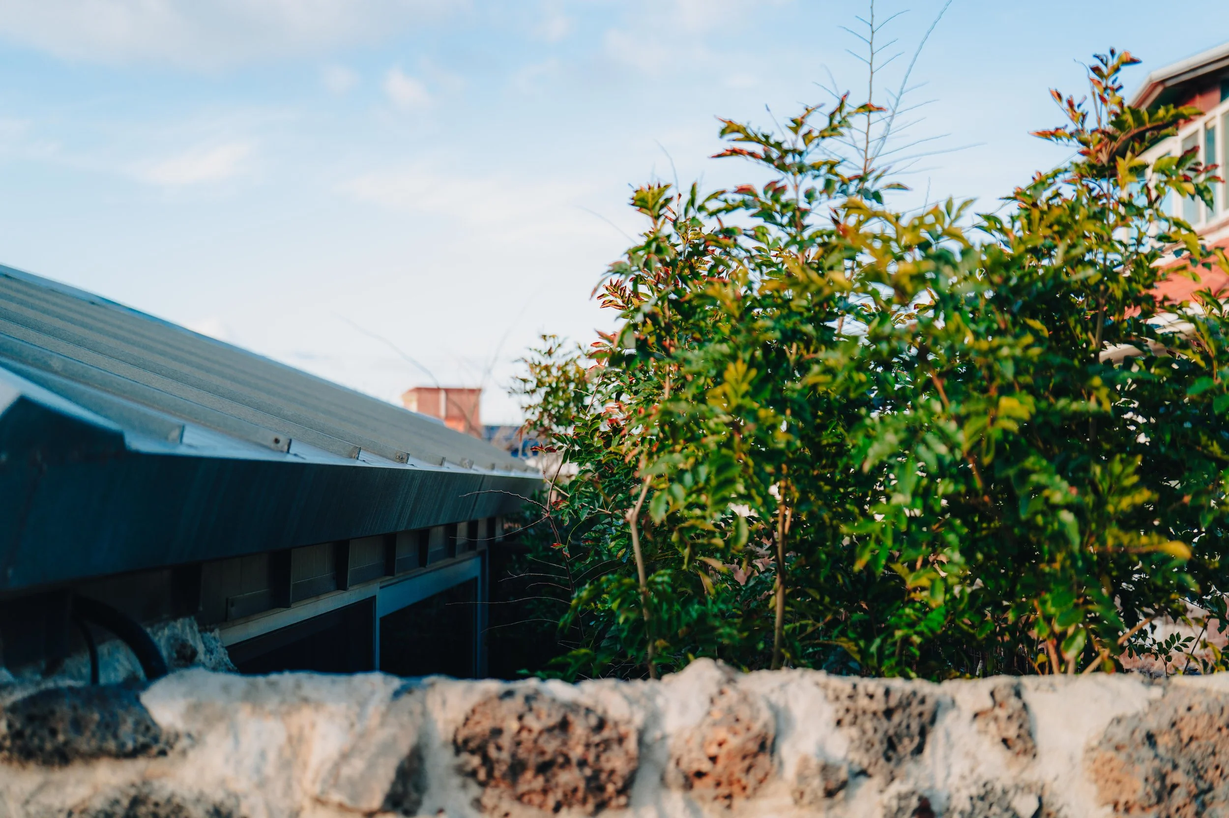 NUUT Aewol 눗애월 Close-up of a green leafy bush in front of a stone wall with a house roof and sky in the background.
