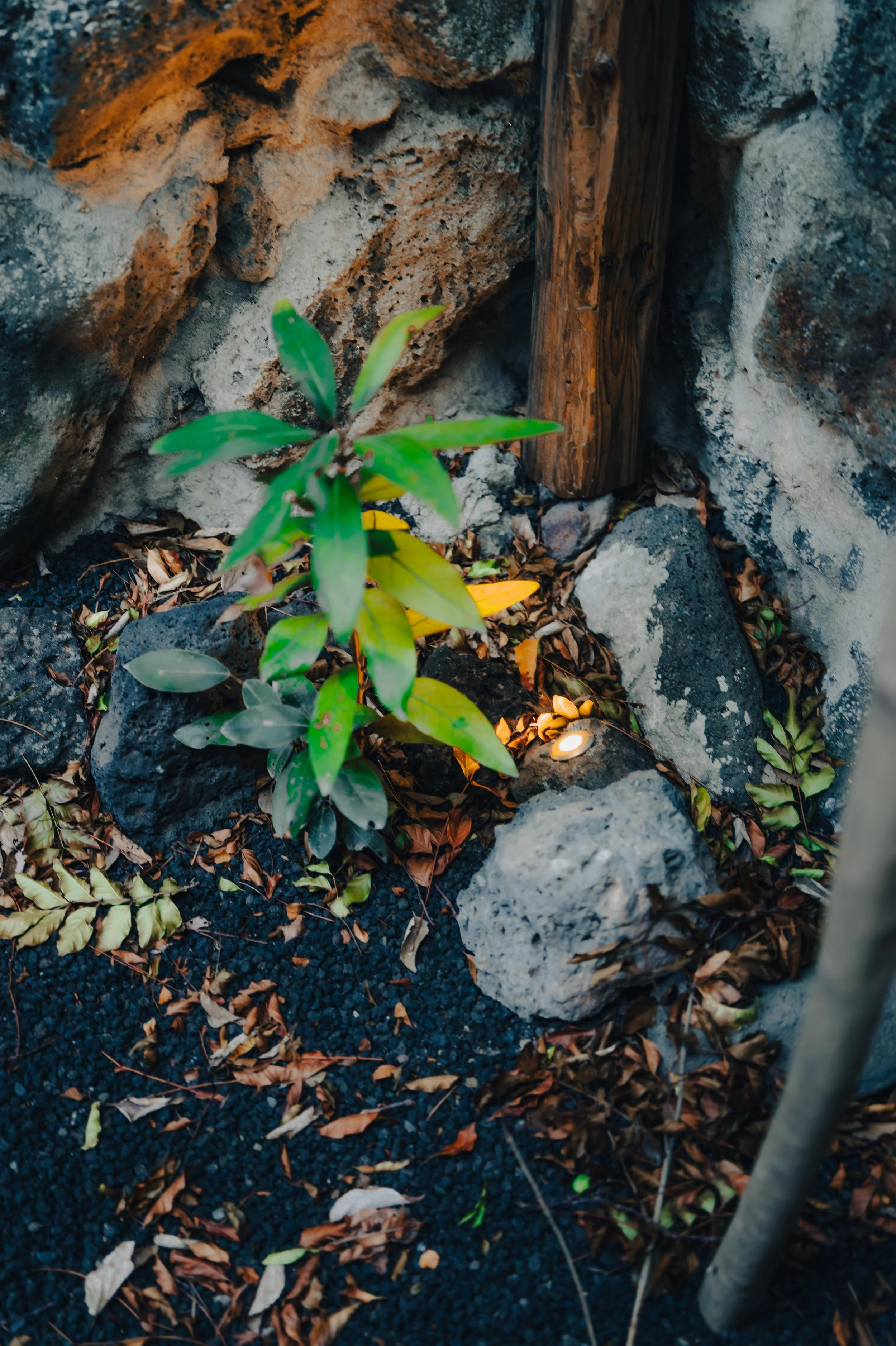 NUUT Aewol 눗애월 A small green plant growing in a rocky and earthy area, with a wooden post behind it and a ground covered with dry leaves.