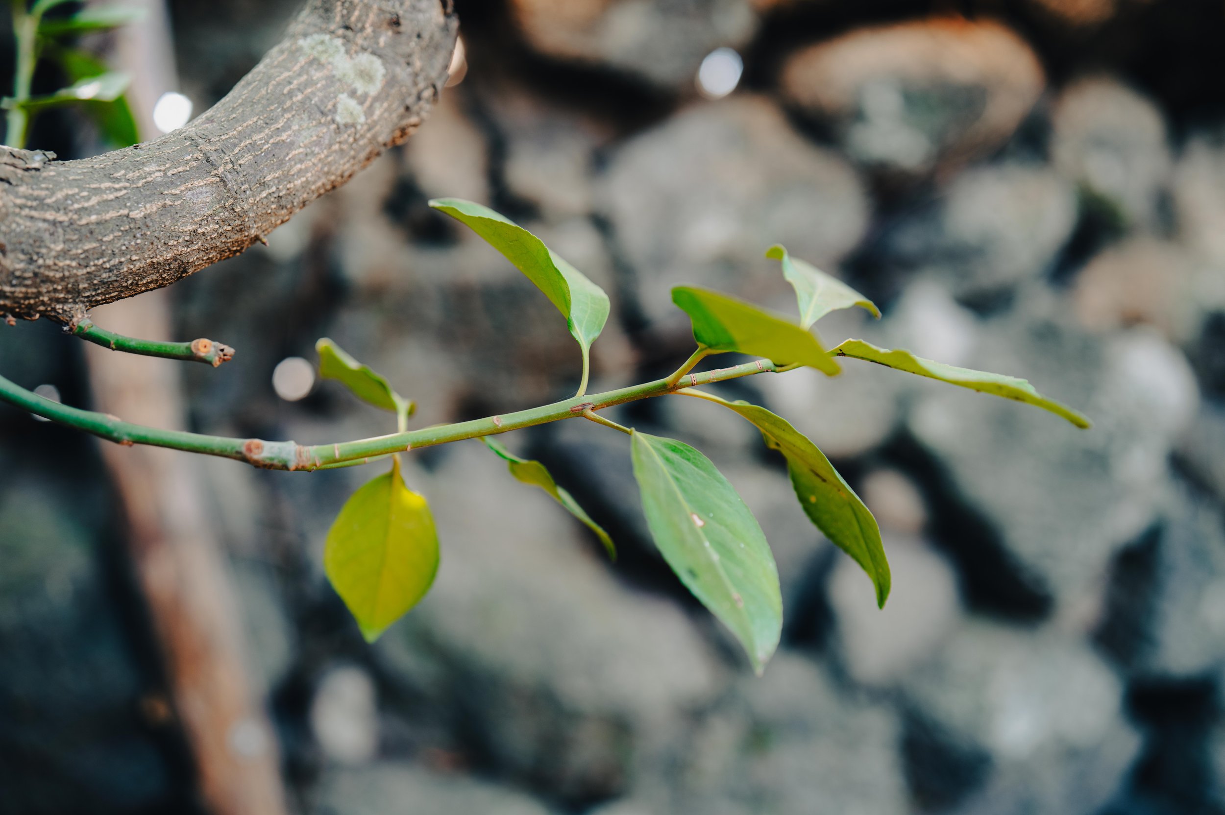 Close-up of a leafy green branch with a stone wall in the background.