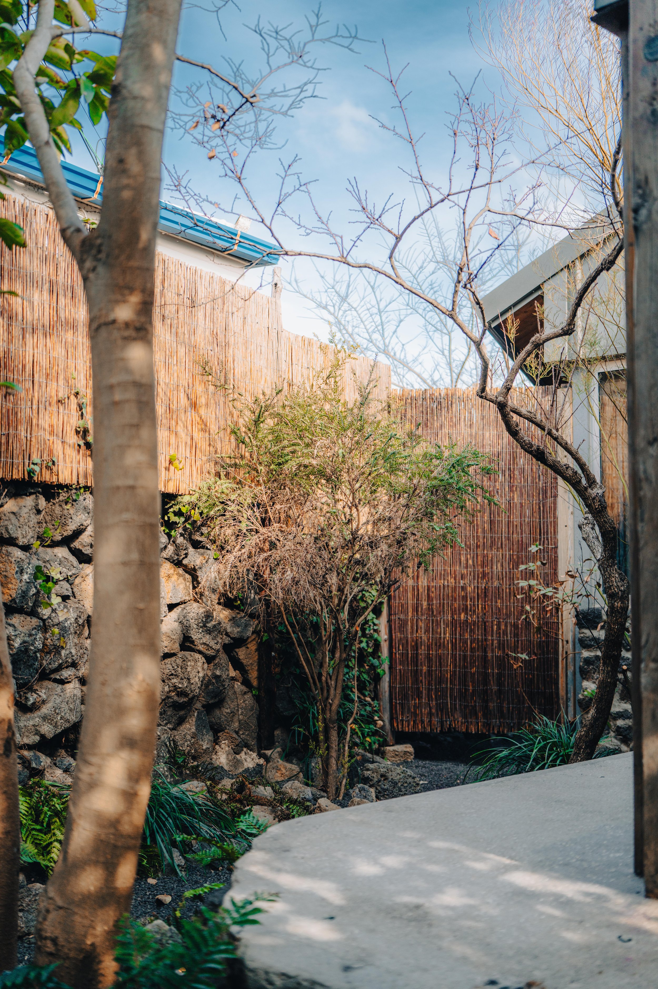 A serene backyard with a small tree and decorative plants, stone landscaping, bamboo fencing, and a concrete pathway under a clear blue sky.