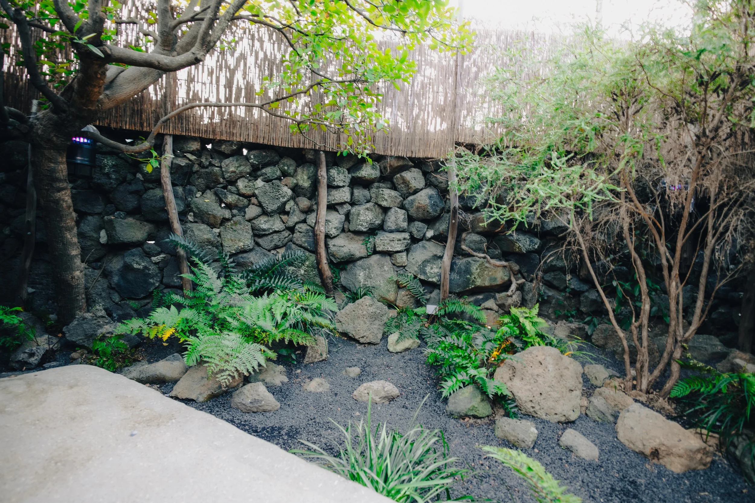 A small garden area featuring a stone wall with a bamboo fence on top, surrounded by various green plants, ferns, and small trees.