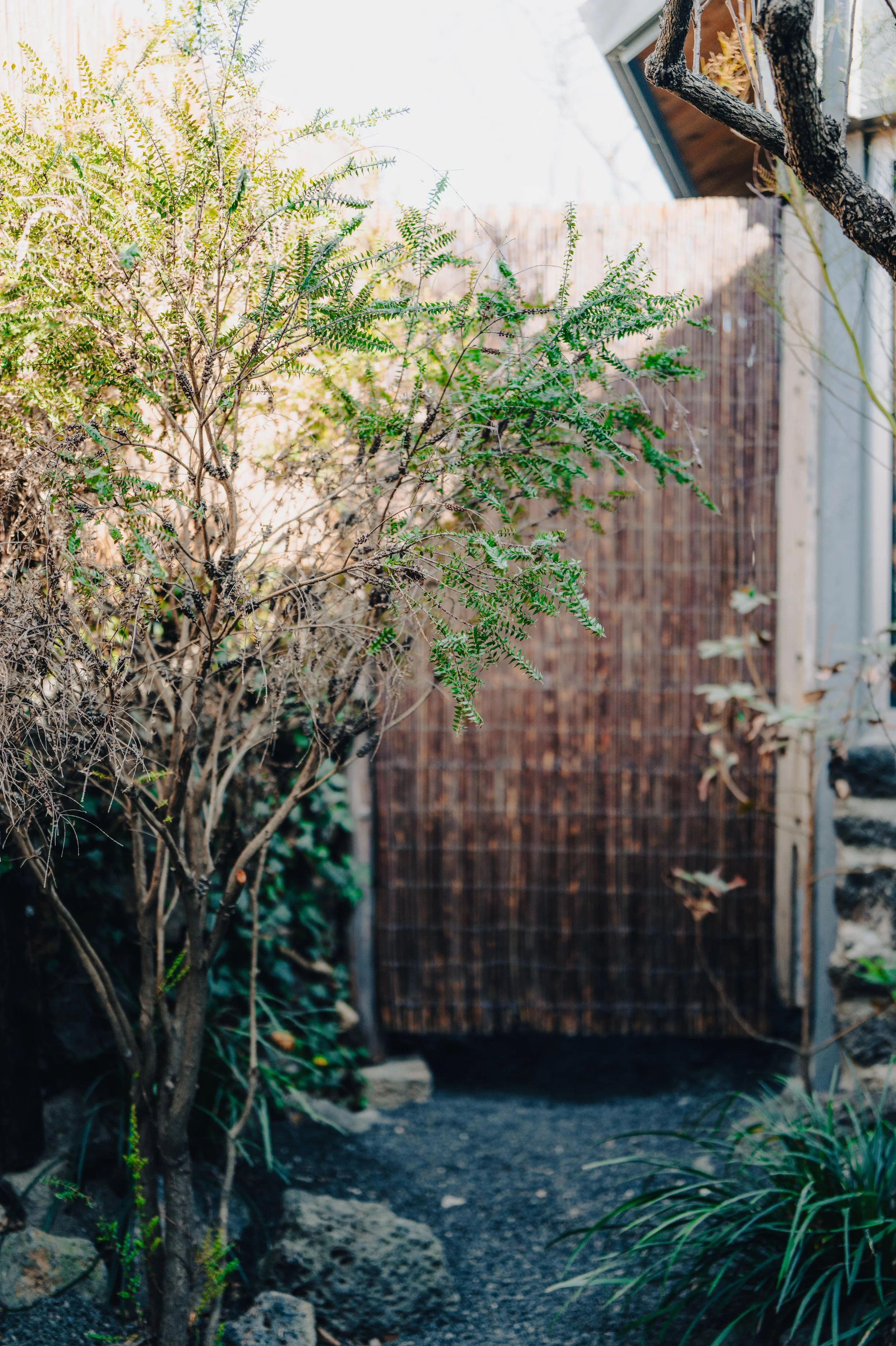 A small tree with green leaves on the left, a bamboo fence in the middle background, and part of a building with stairs on the right side, outdoors in a garden.