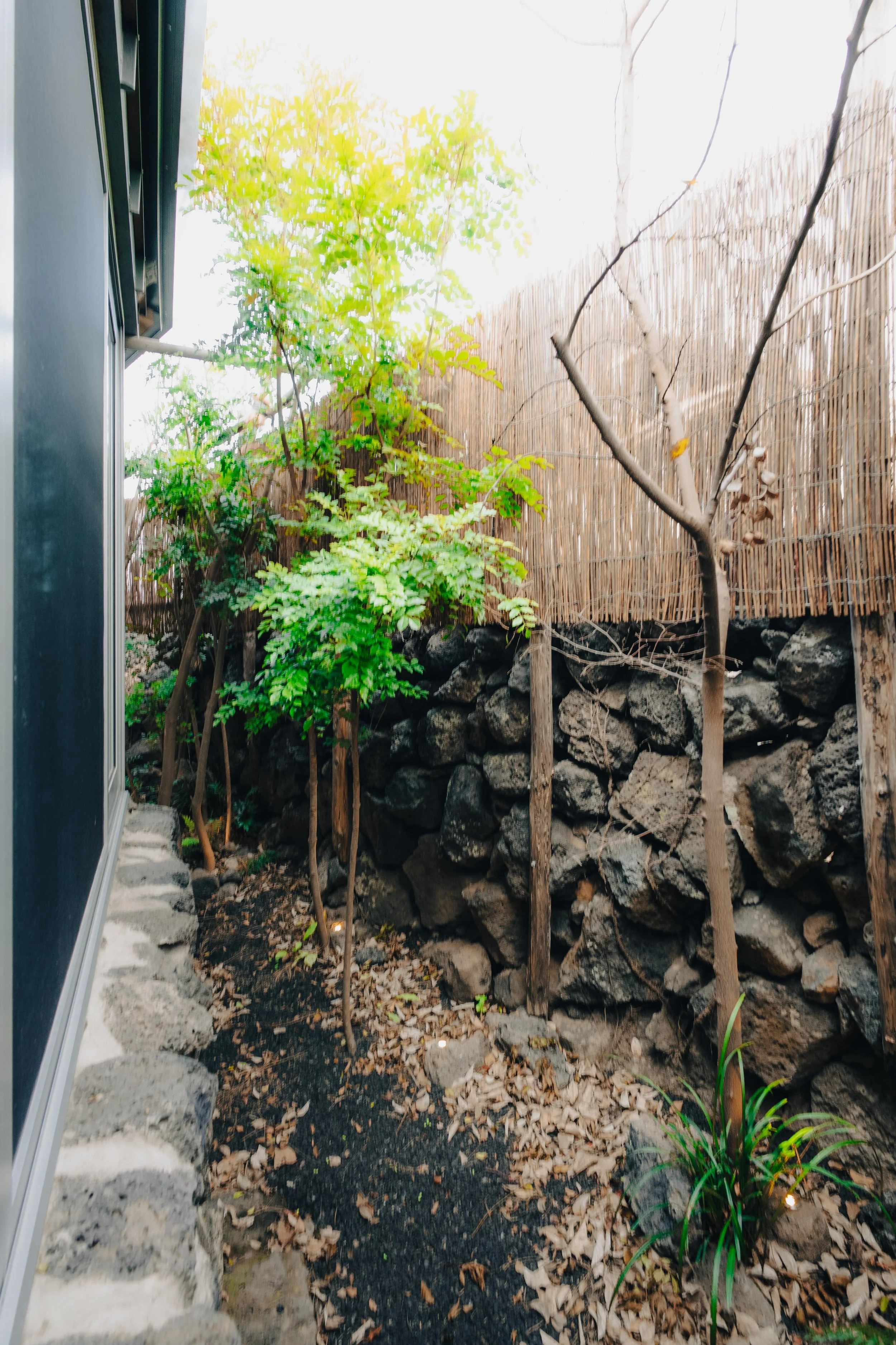NUUT Aewol 눗애월 A small garden area with trees, dry leaves, and rocks, enclosed by a stone wall and a bamboo fence, seen from next to a building.