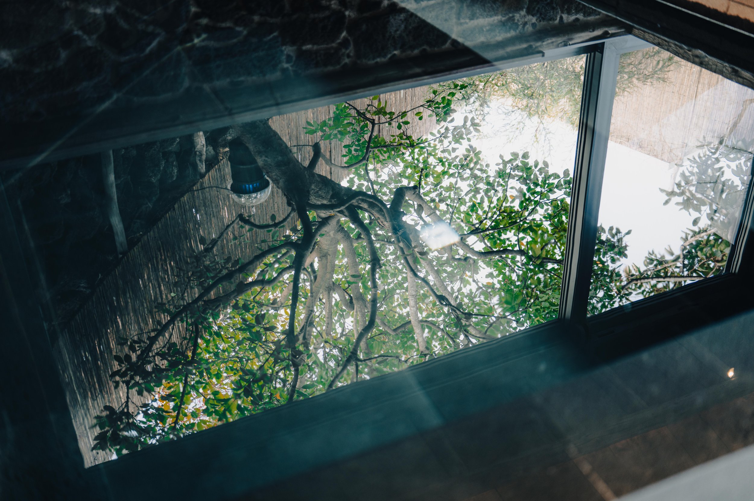 View through a skylight window showing tree branches and green leaves outside.