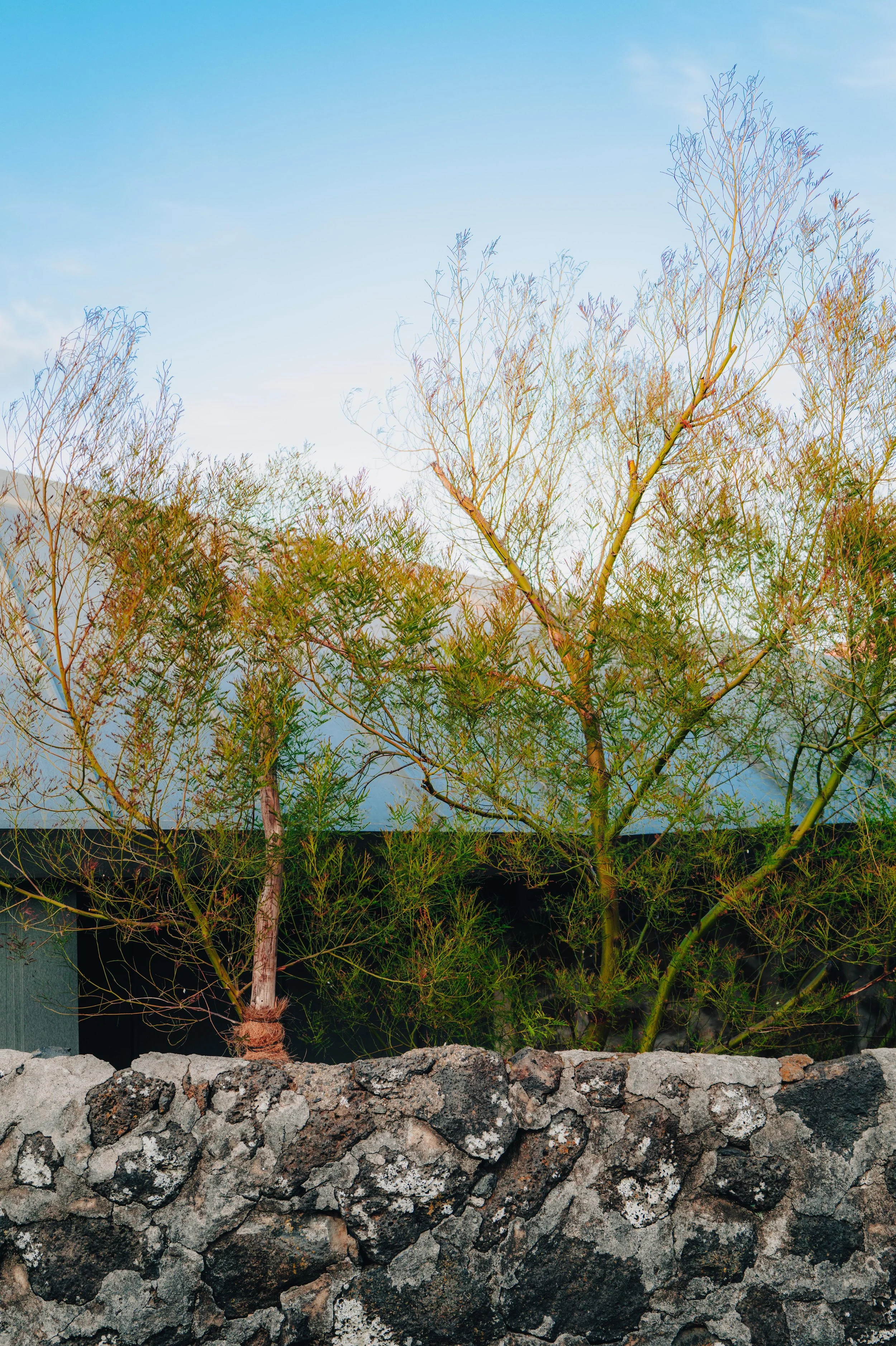  NUUT Aewol 눗애월 Green and brown trees behind a stone wall with a blue sky