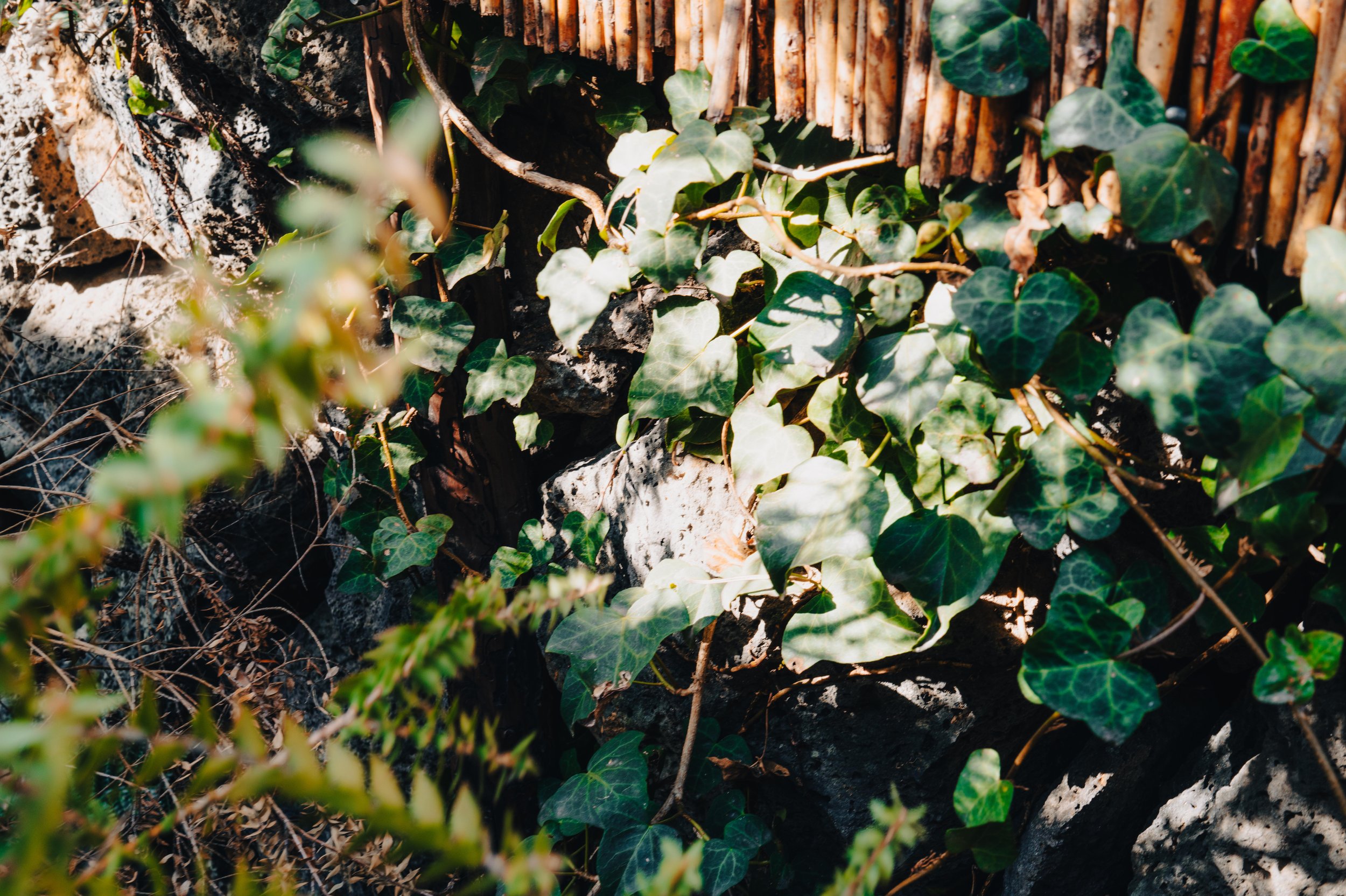 Close-up of green ivy and rocks. 