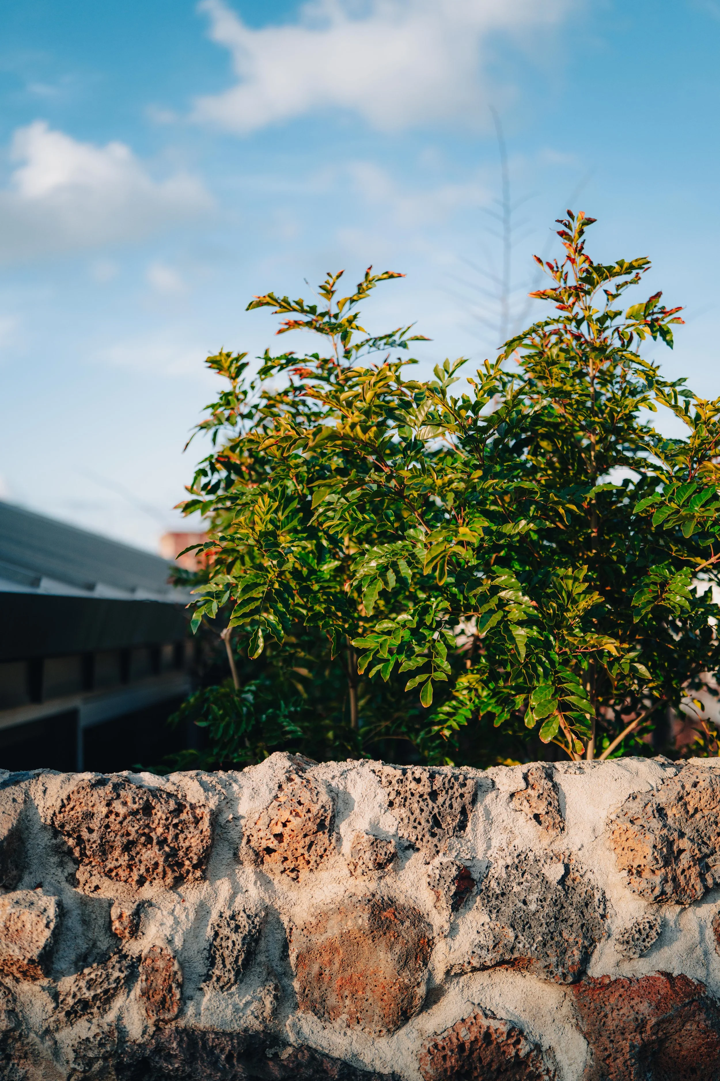 NUUT Aewol 눗애월 A green leafy plant behind a stone wall with a blue sky and clouds in the background.