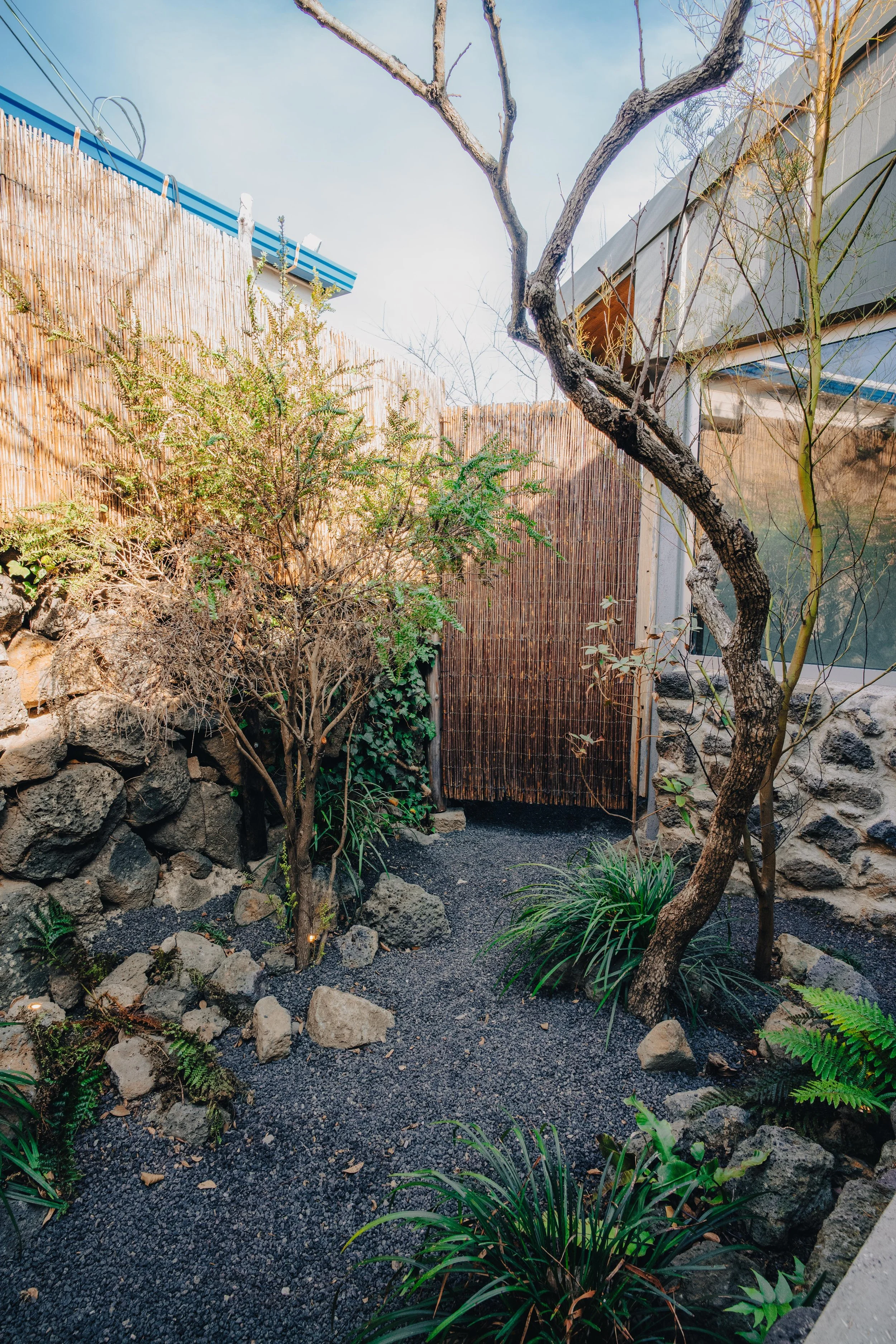 NUUT Aewol 눗애월 Small outdoor garden with various plants, rocks, and gravel, enclosed by bamboo fencing and stone walls, with a leafless tree and a building with large windows in the background.