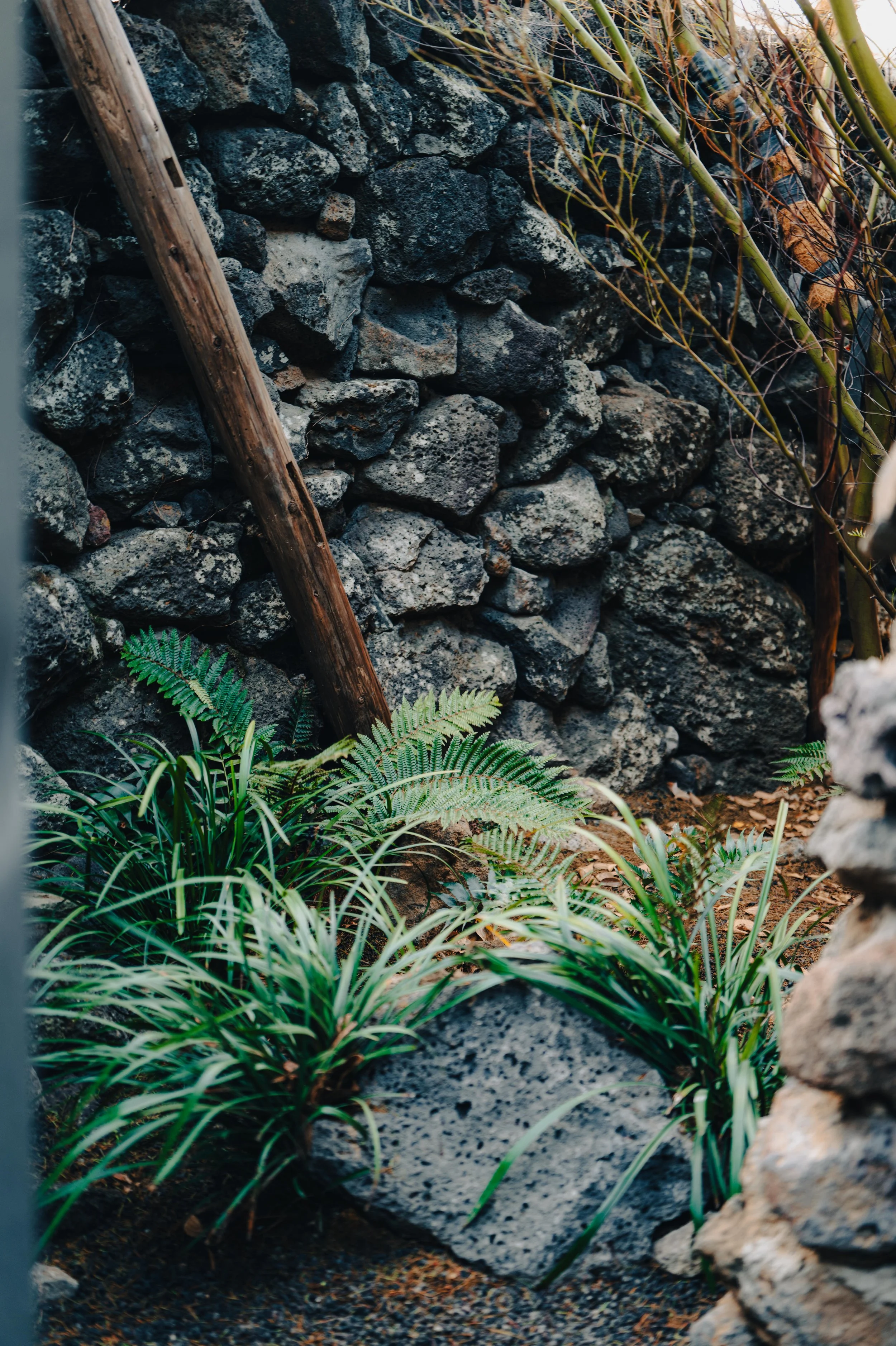 NUUT Aewol 눗애월 A garden scene with a stone wall, green plants including ferns and grass, and a wooden stick leaning against the wall.