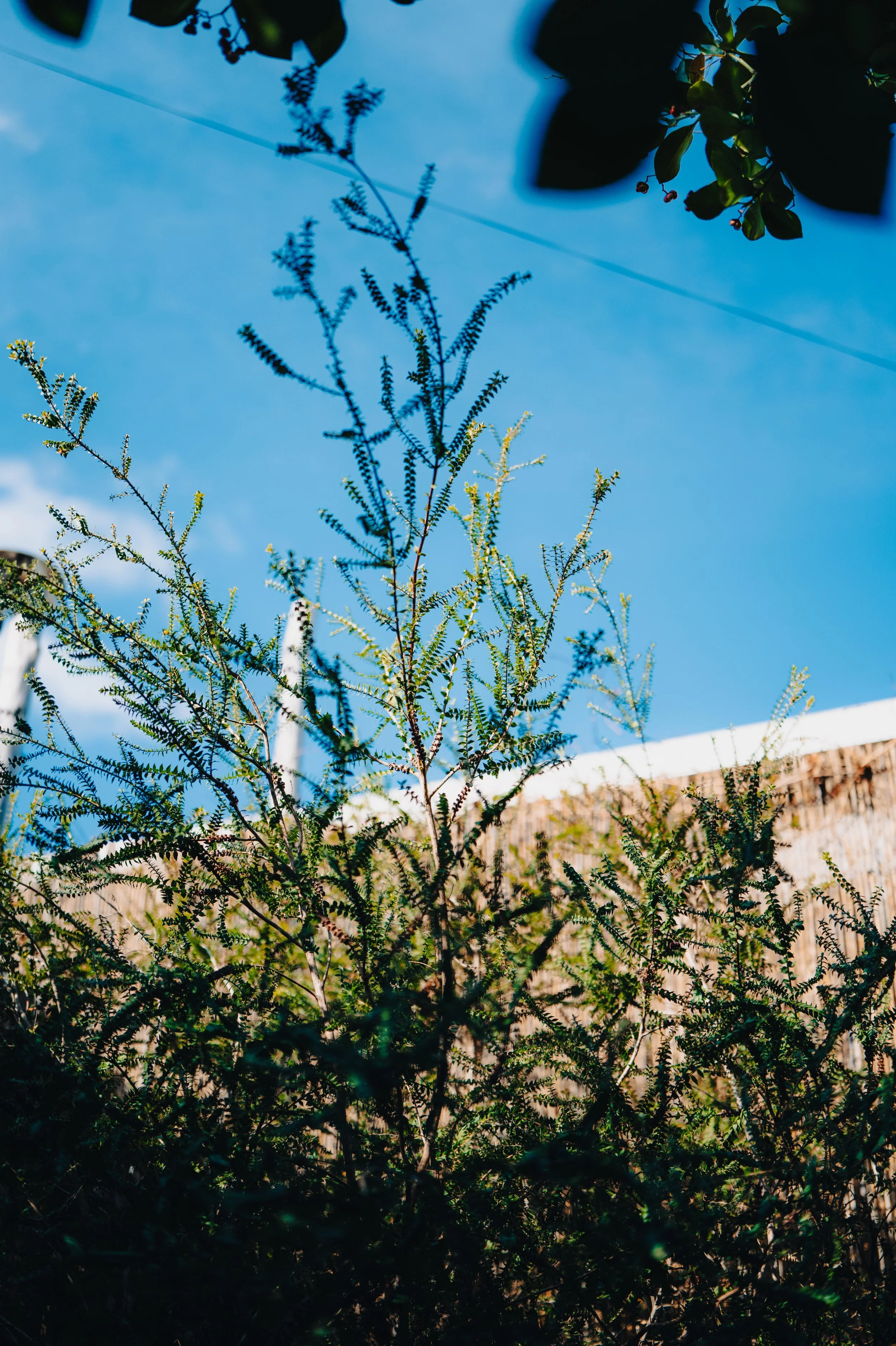 A close-up of green plants and bushes with a blue sky background, some leaves at the top and a bamboo fence in the background.