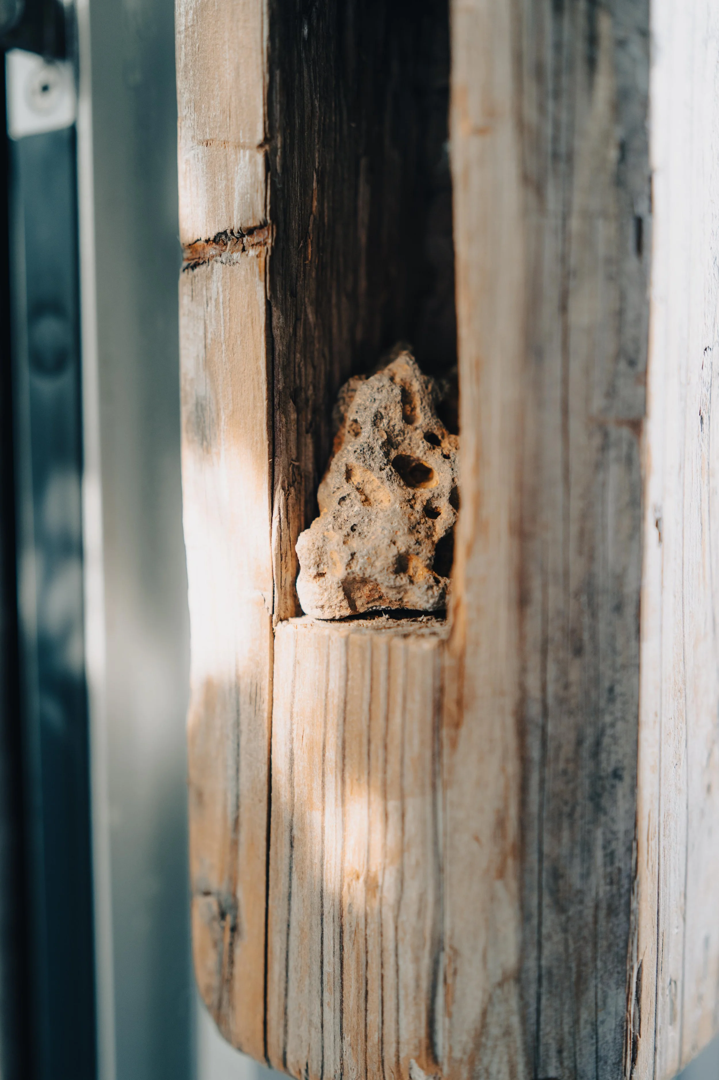 Close-up of a piece of wood with a small, irregularly-shaped rock or coral placed in a carved-out niche.