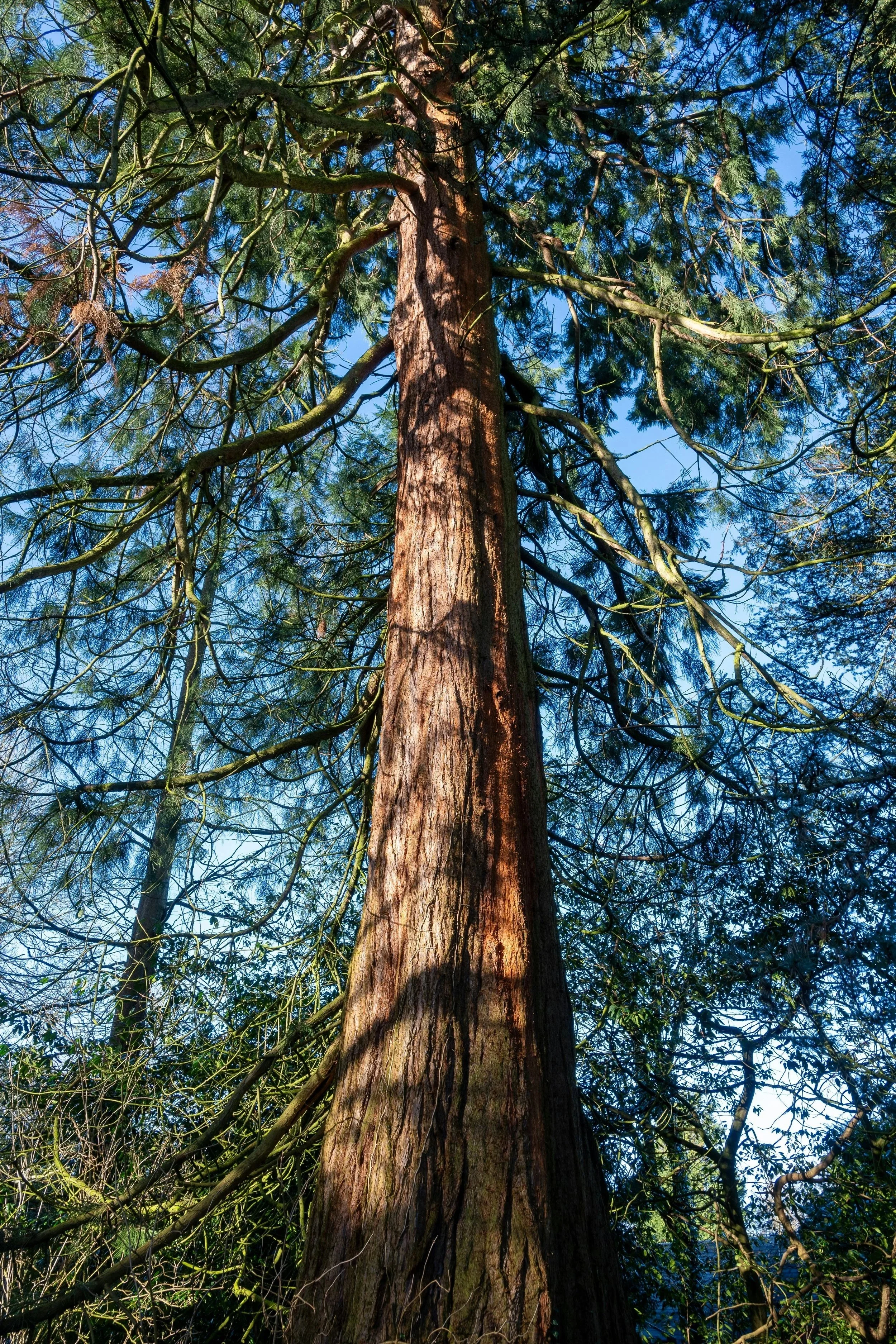 Low angle view of a very tall tree, representing growth, inner strength and grace.