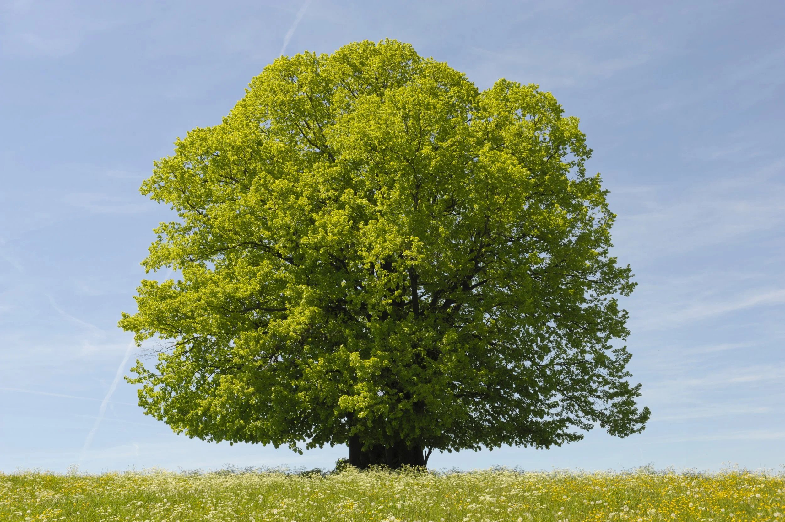 Photo of a large tree with green leaves standing alone in a green field, with a blue sky background.