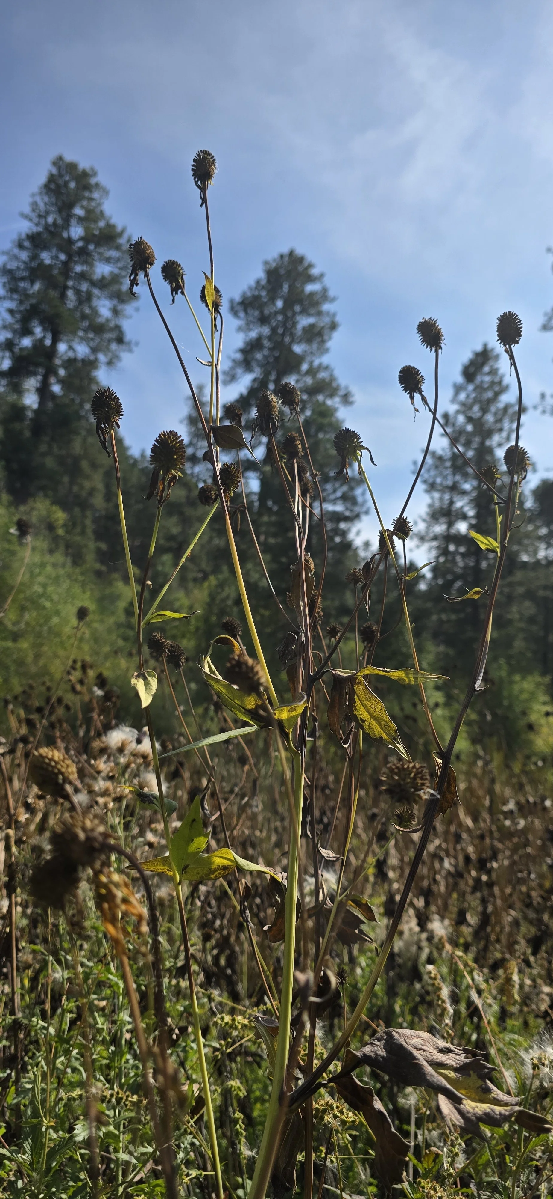 Dry, withered plants and seed heads in a field with a blue sky and trees in the background.