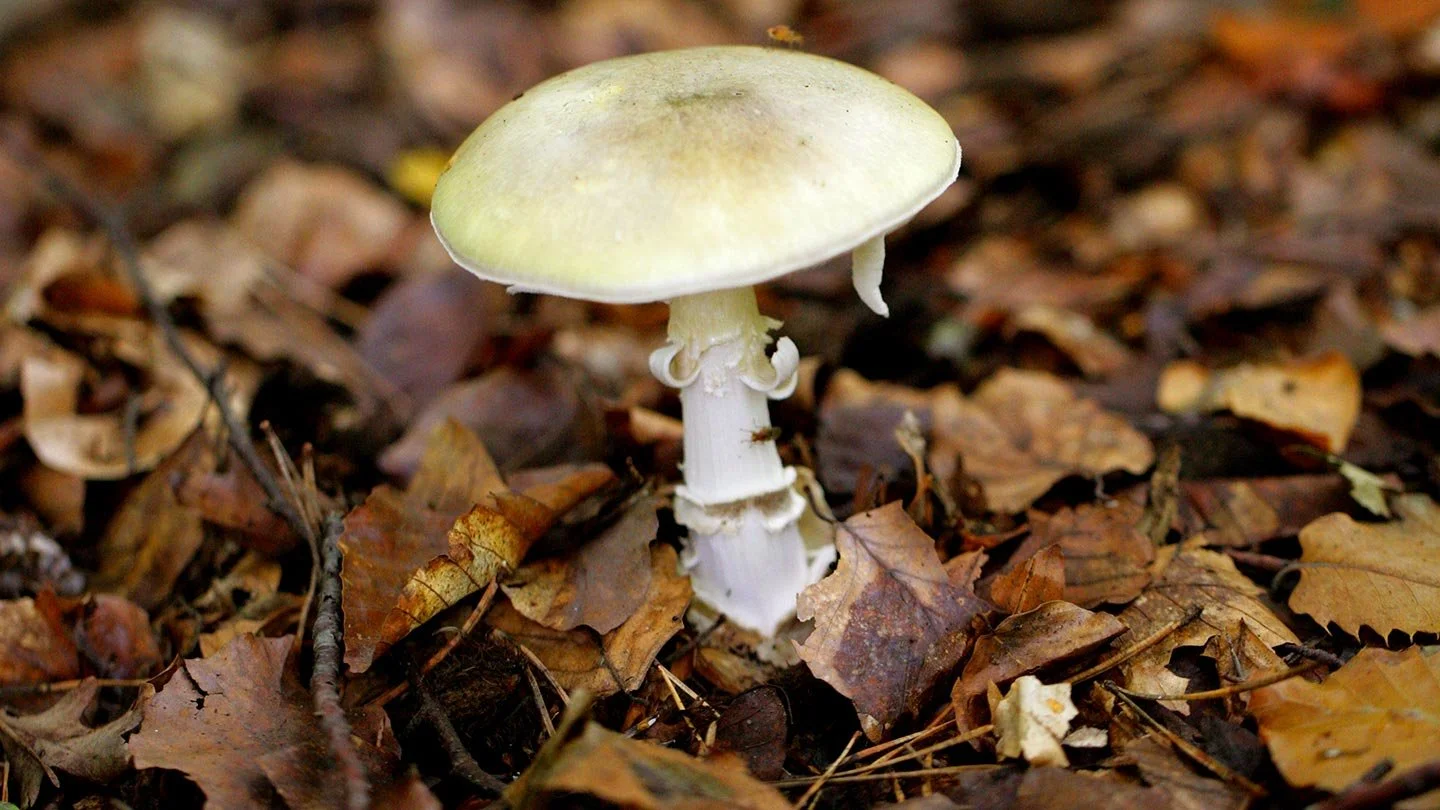 deathcap-fungi-amanita-phalloides-alamy-brgxfp-naturepix.jpg