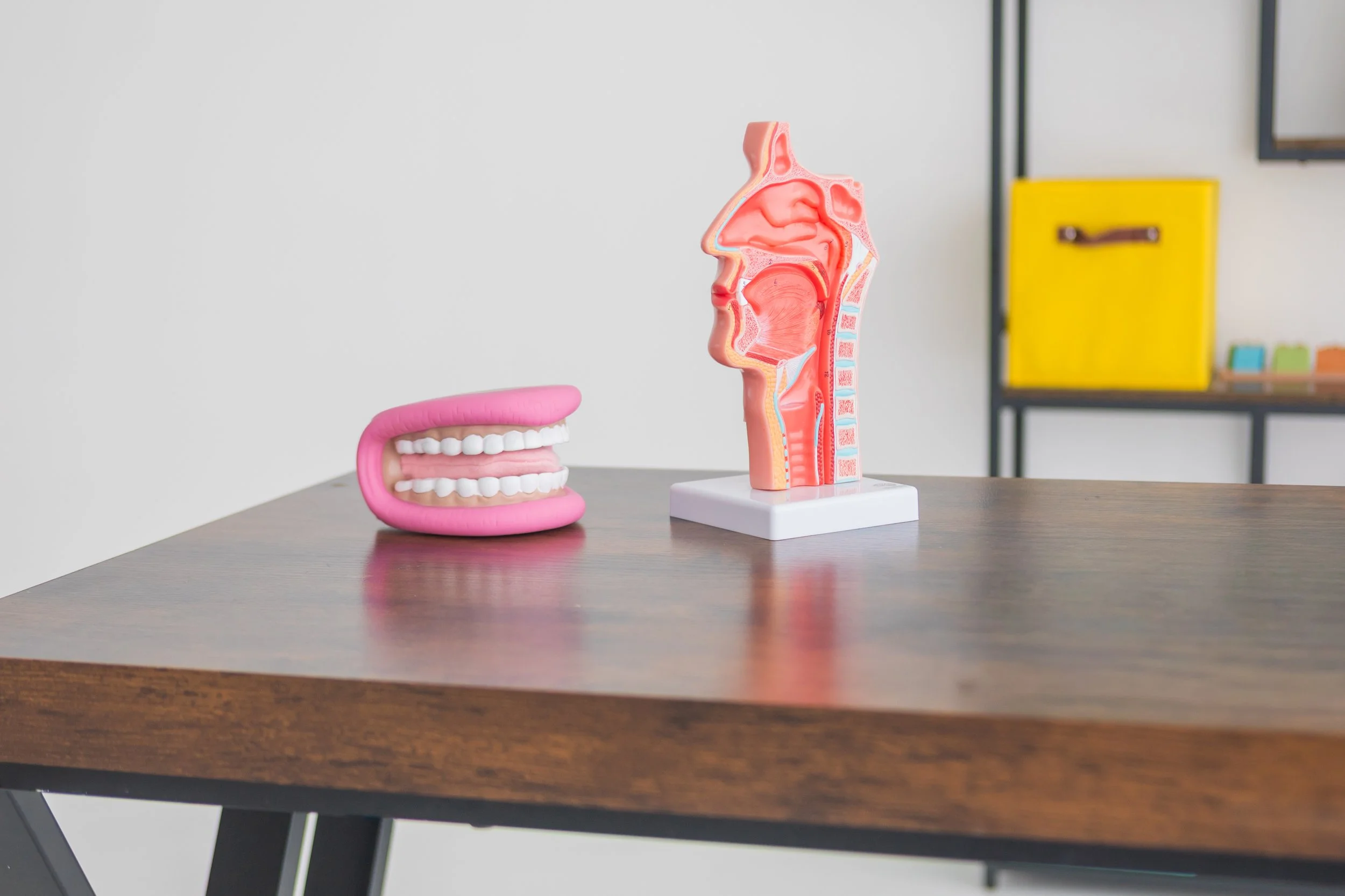 Educational models of human anatomy and teeth on a dark wooden table.