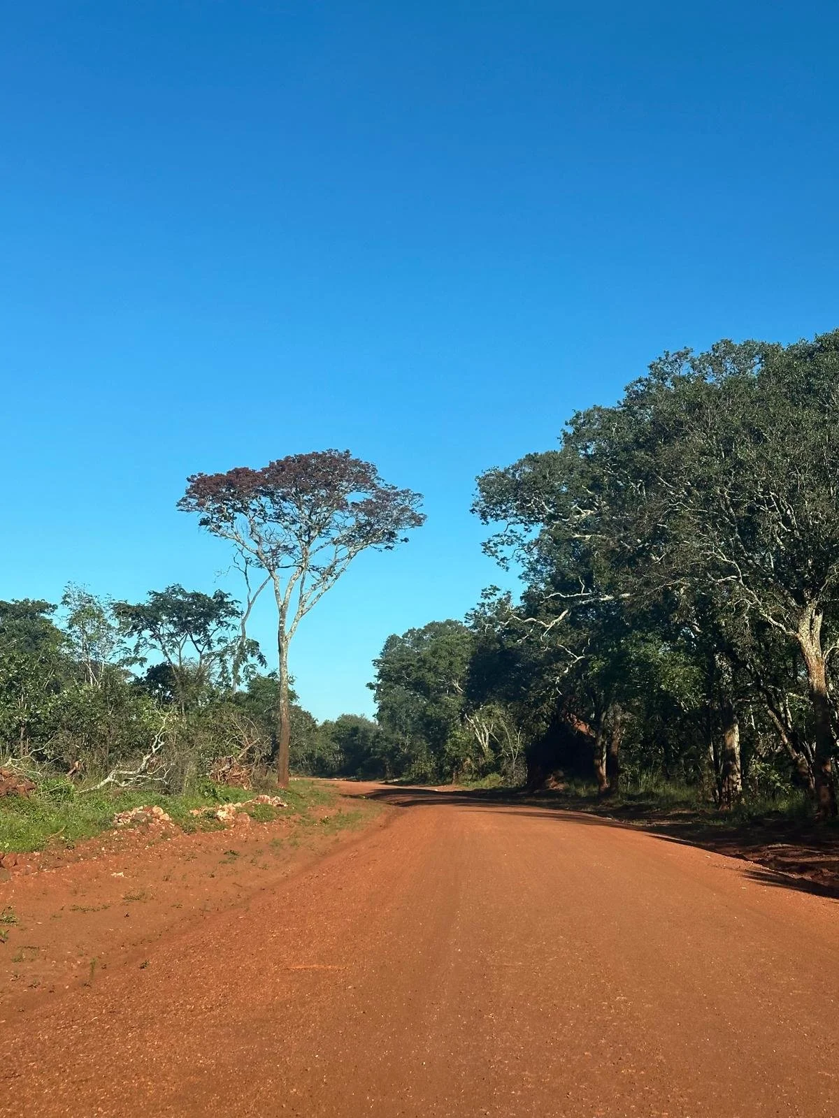 Dirt road in a forest, surrounded by green trees, with a clear blue sky overhead.