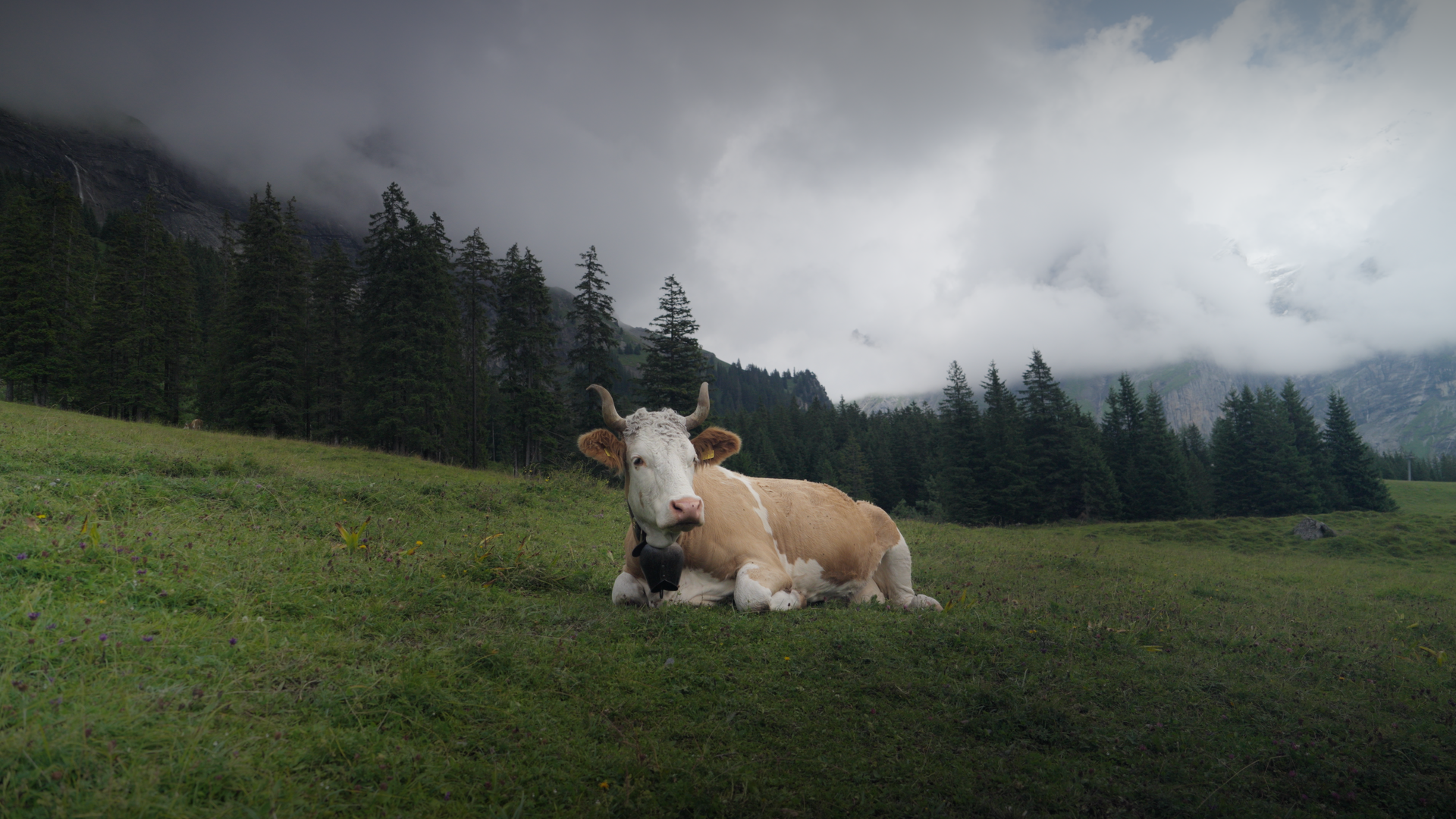 Still 2026-01-15 204253_1.17.1.png