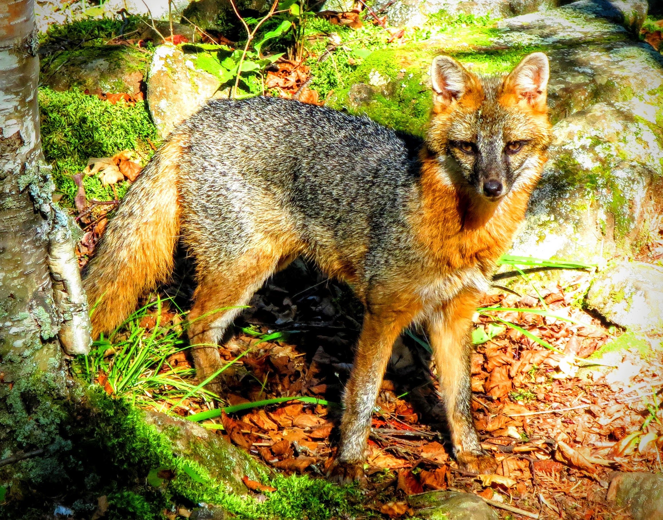 Hawk Ridge Gray Fox