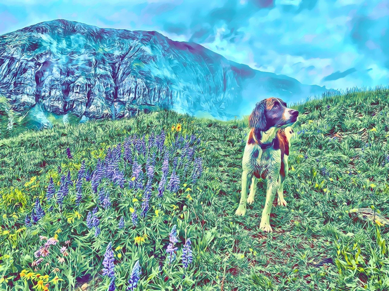 Lupine Mountain Springer