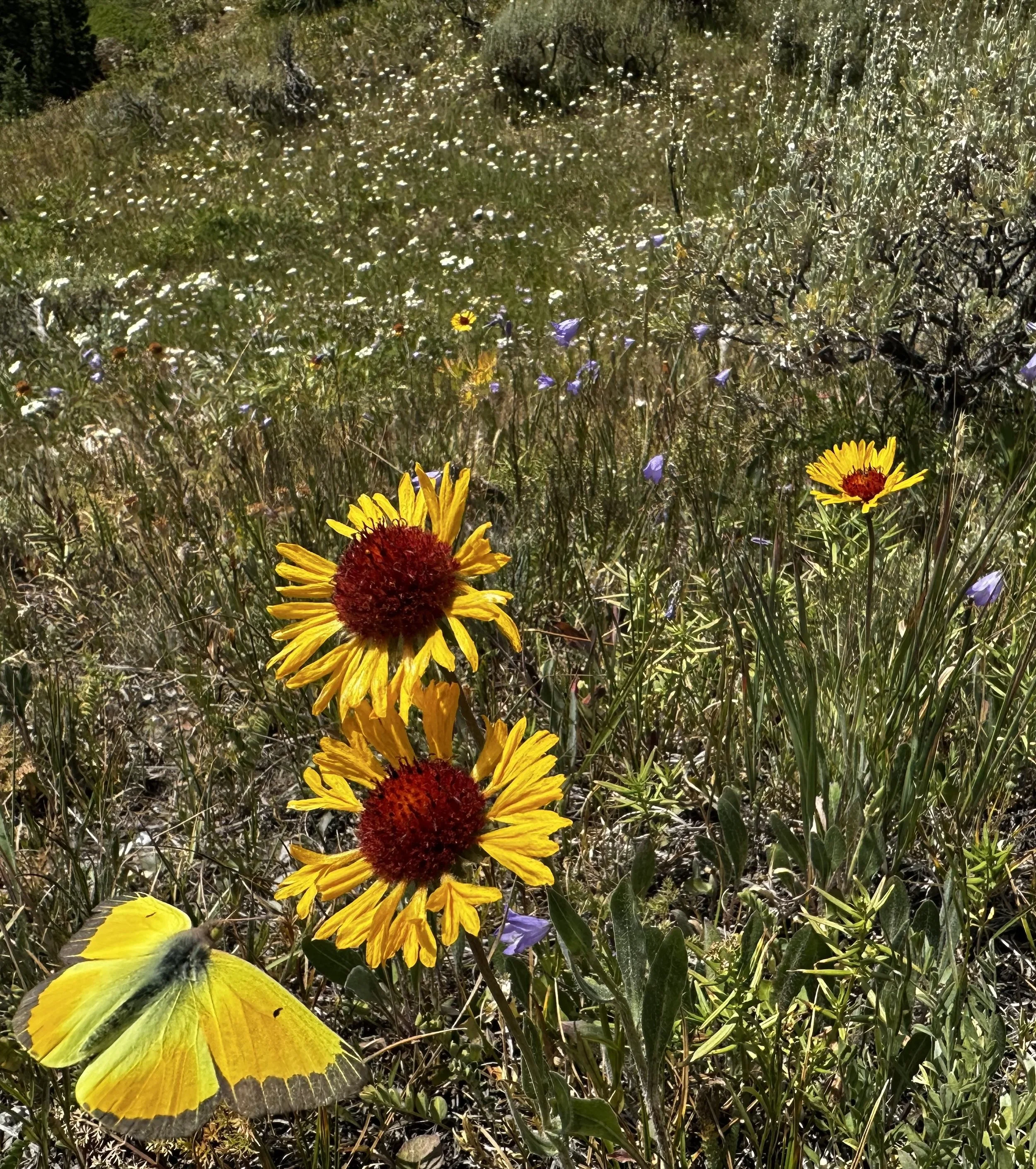 Wildflowers in a grassy meadow with a yellow butterfly in the foreground, three large yellow flowers with red centers, and small purple and white flowers in the background.