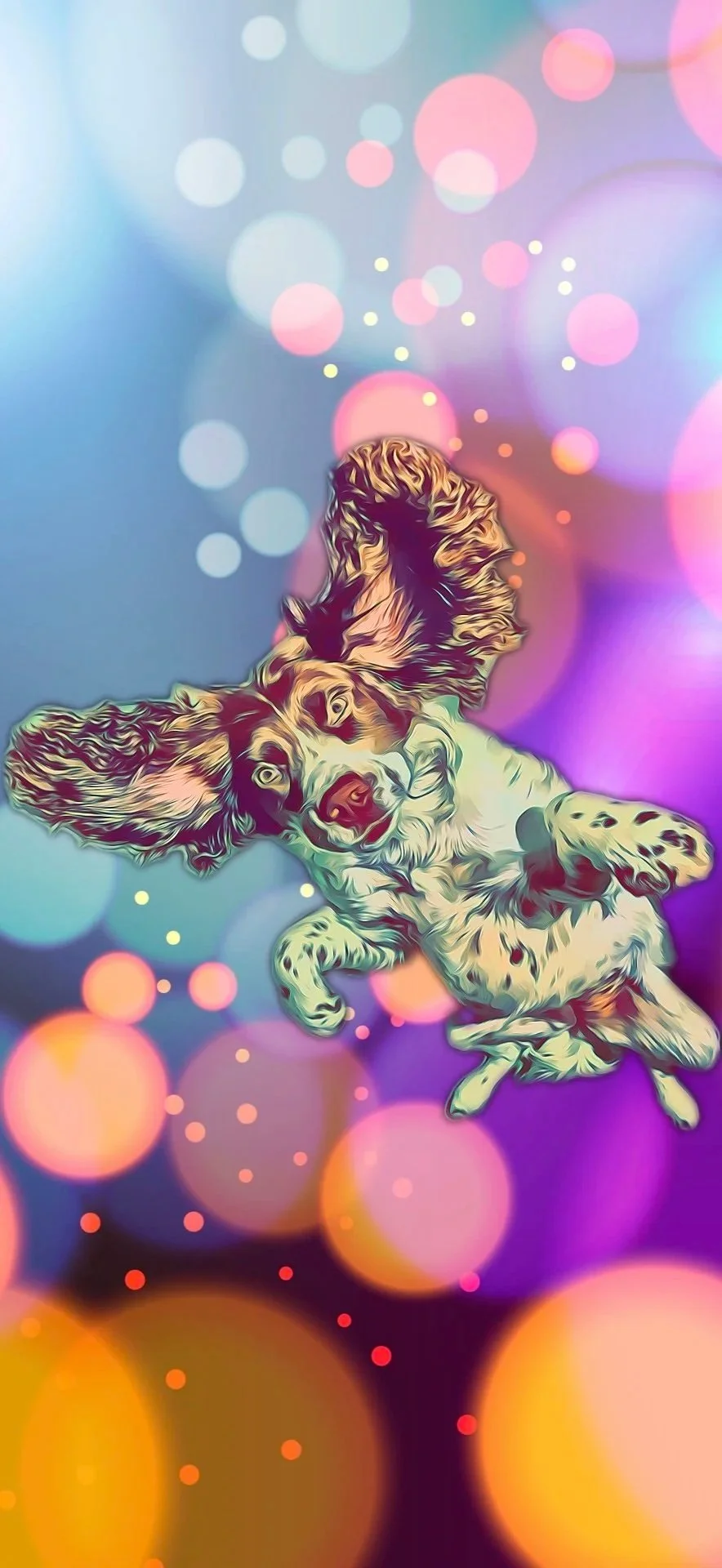 A tiny Springer Spaniel floats her way through life.