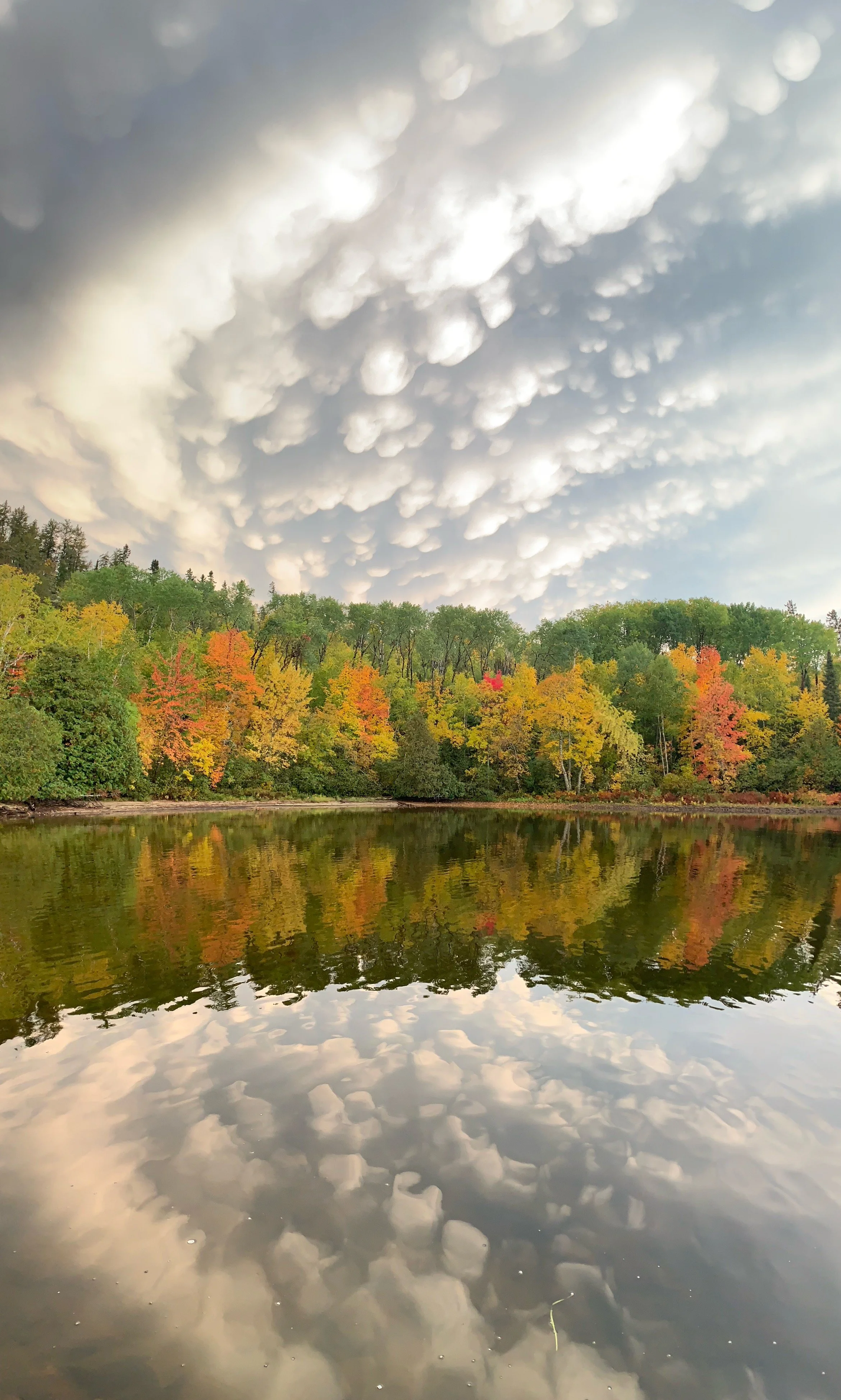 Fall scene on Basswood Lake.