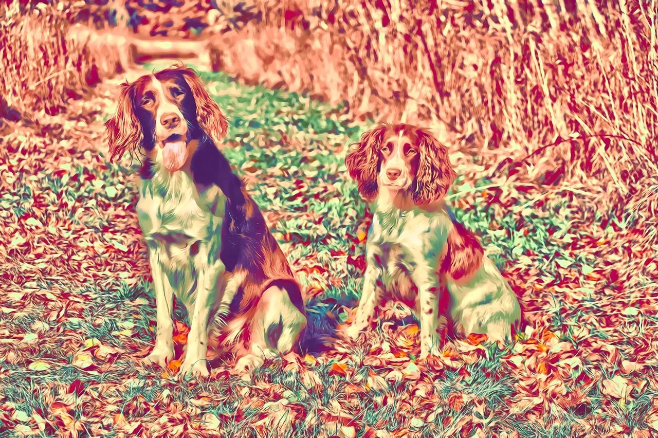 Autumn Springers