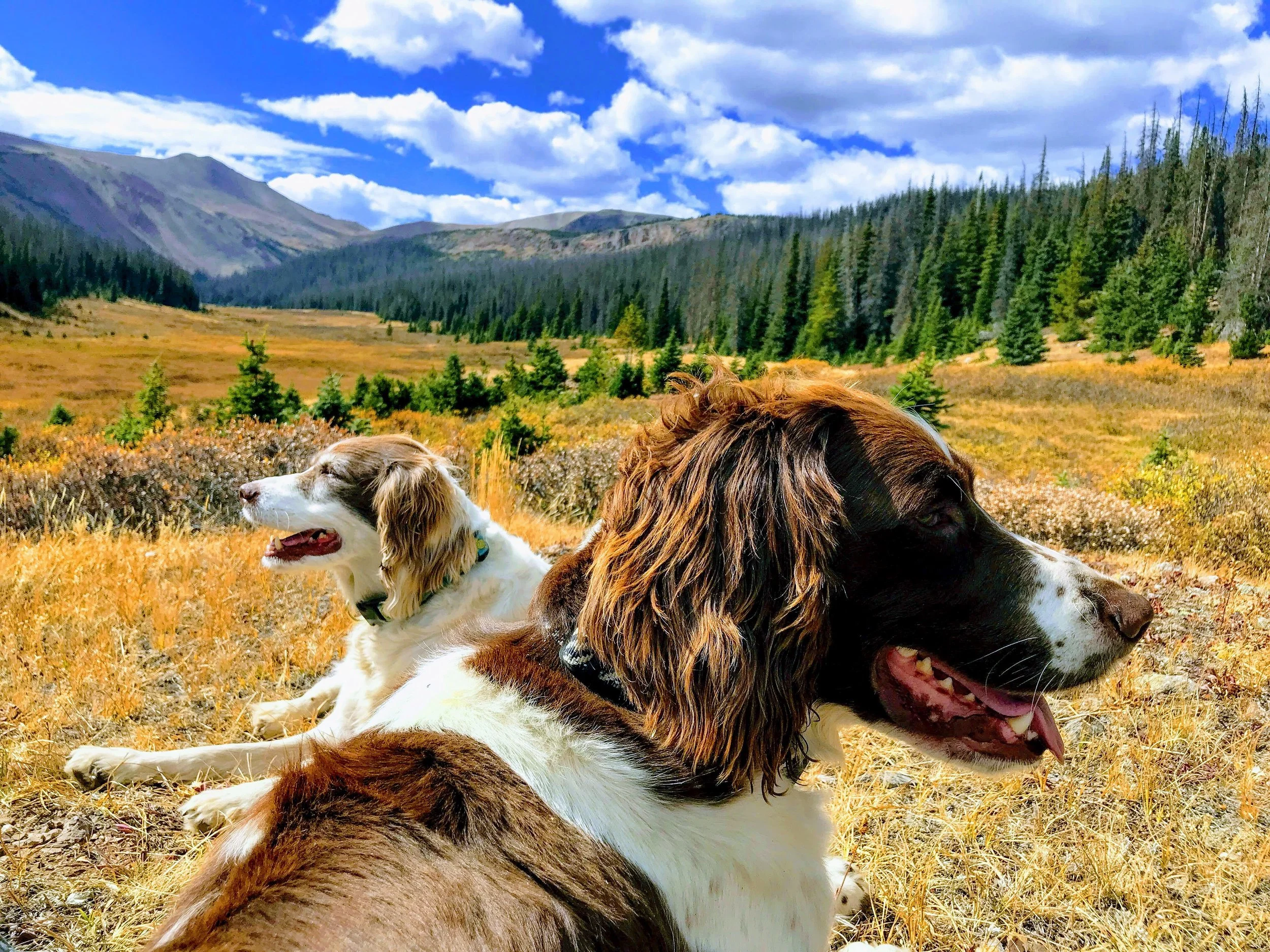 Indian Peak Puppies