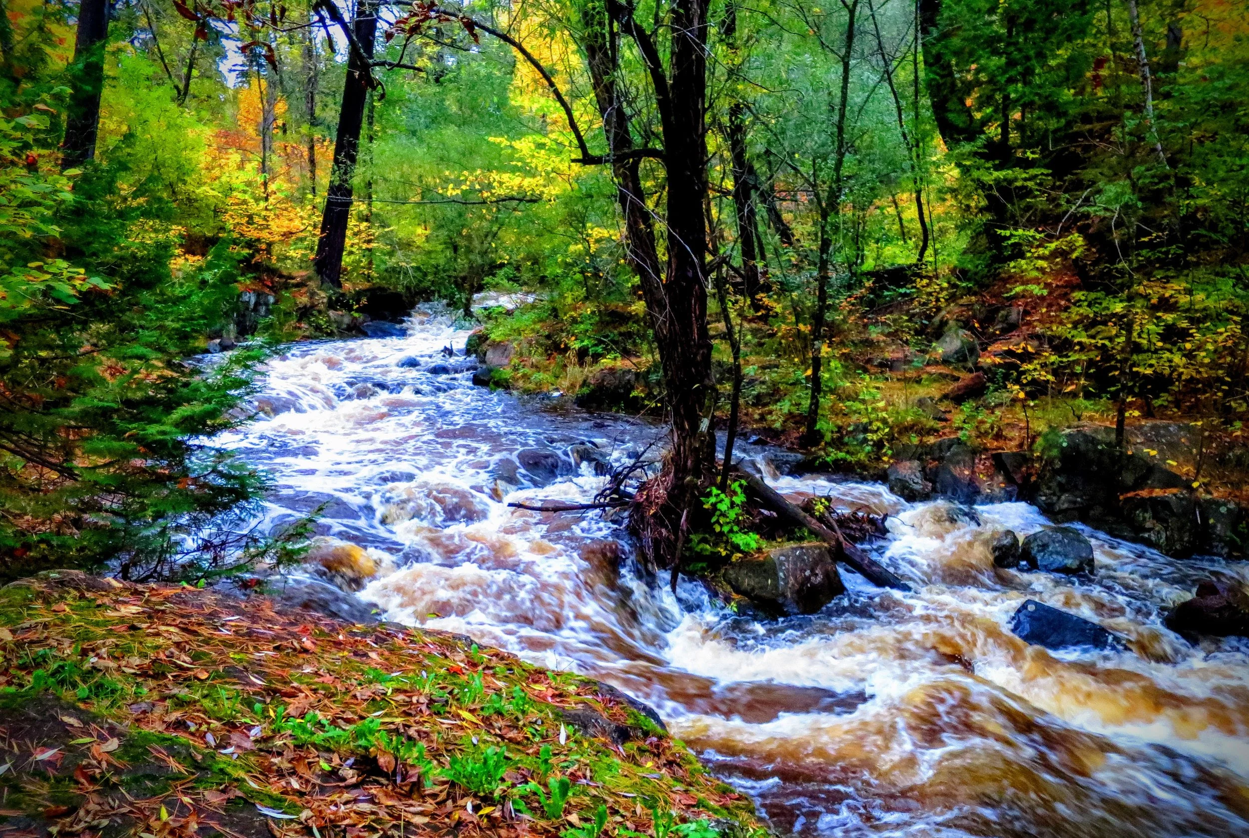 Forest Stream