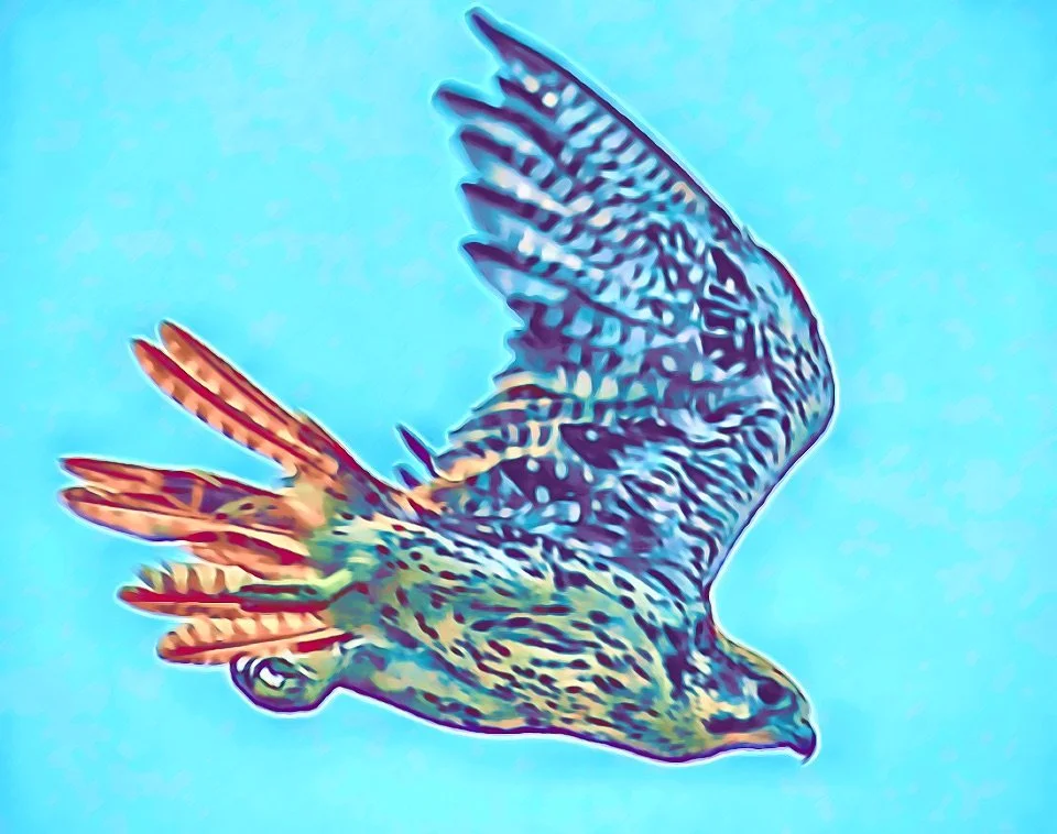Yellowstone Prairie Falcon