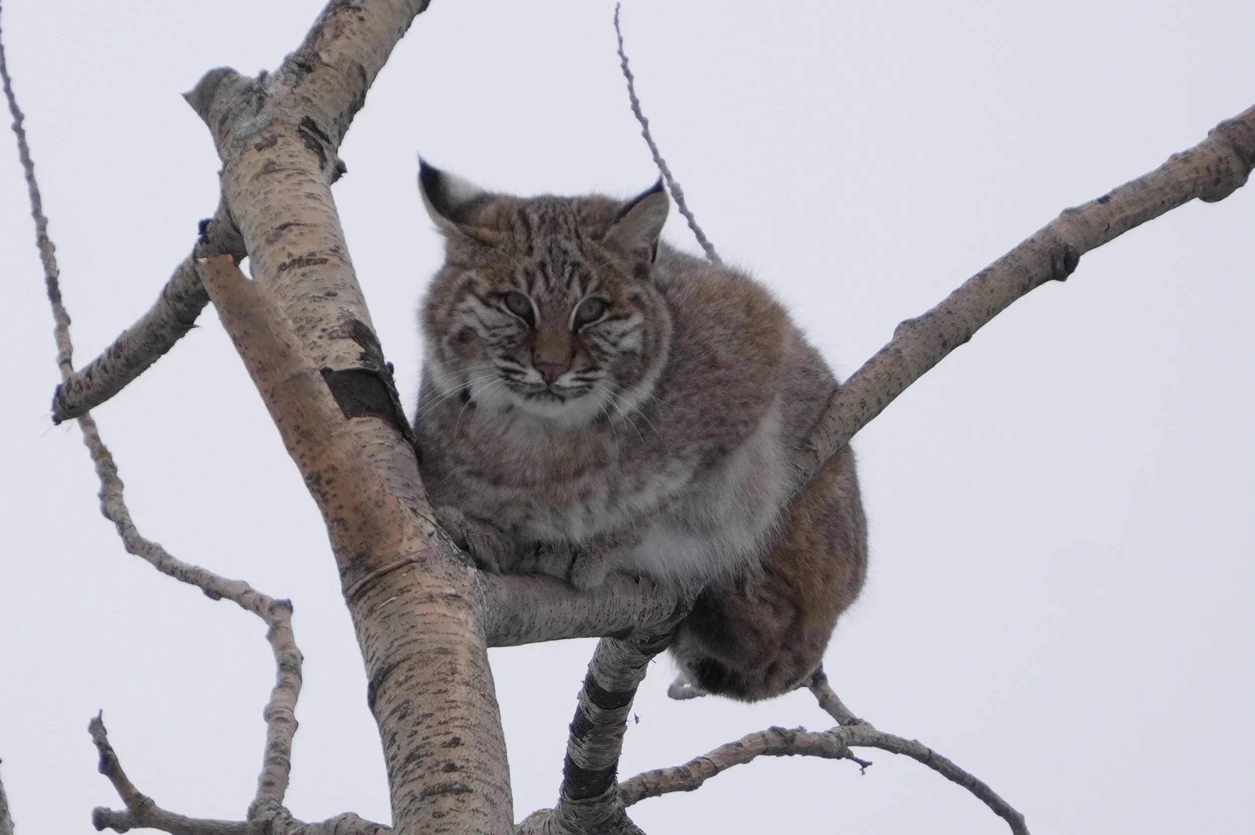A young bobcat with a tan and black-striped coat sitting on a leafless tree branch against a pale sky.