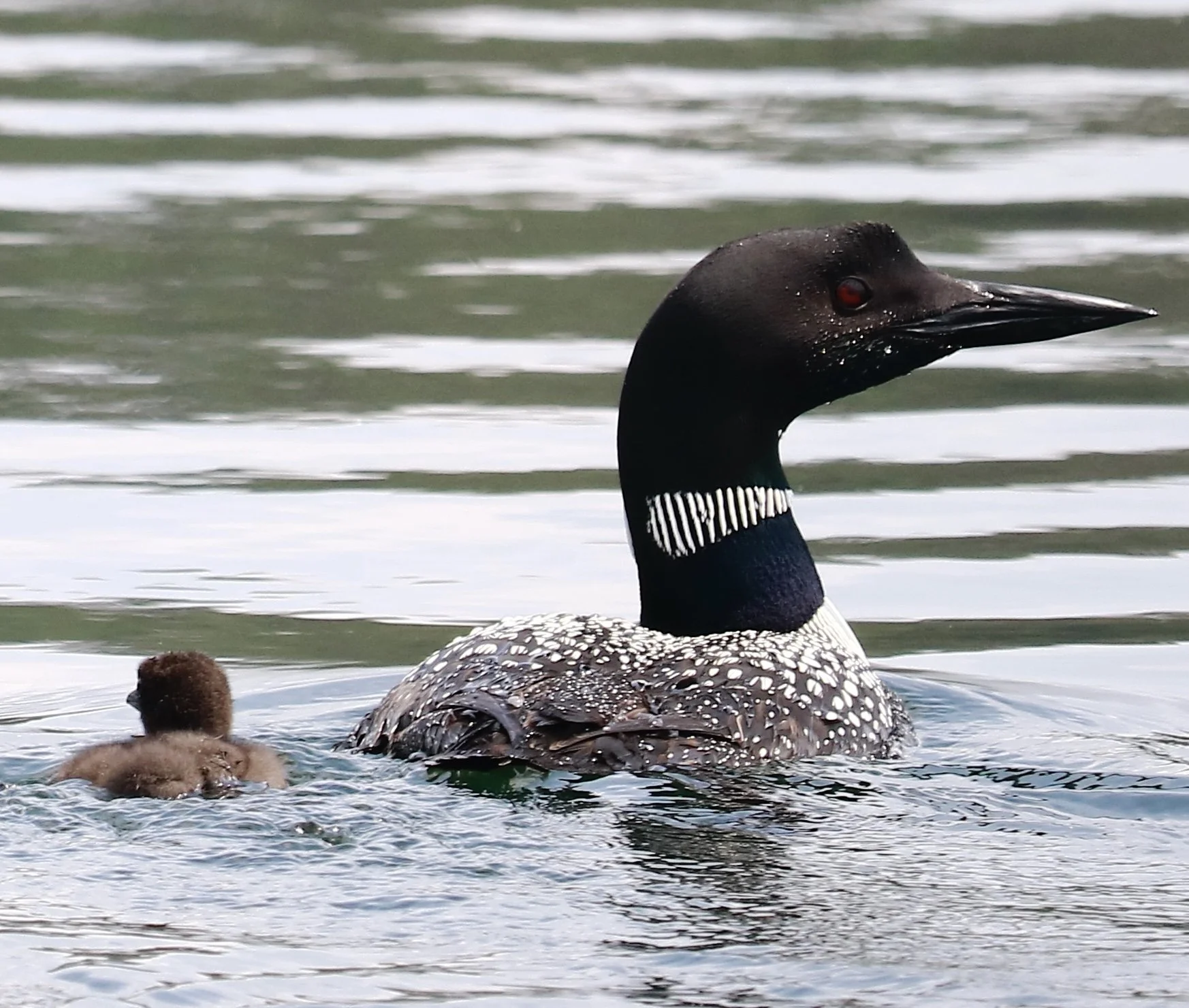 Loons