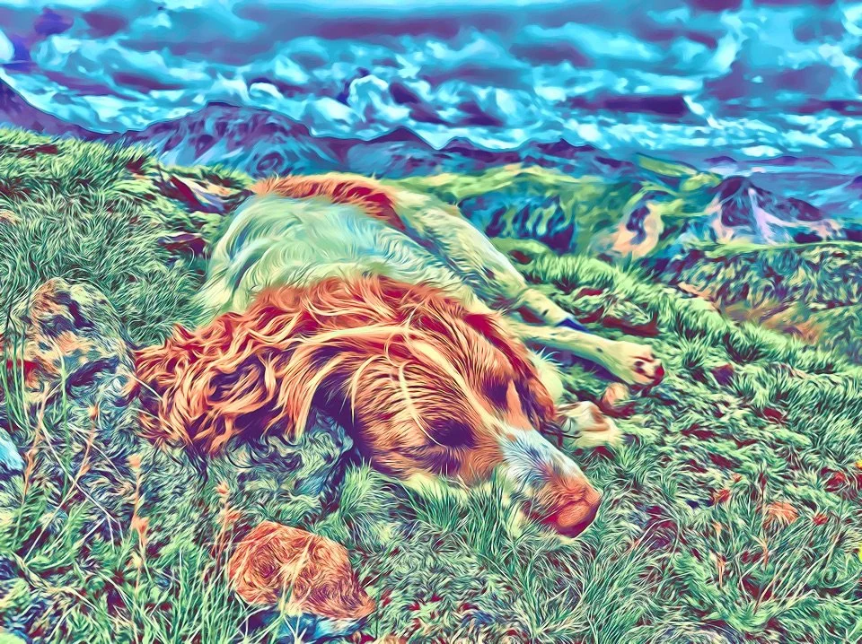 Tired Mountain Puppy