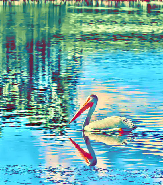 White Pelican