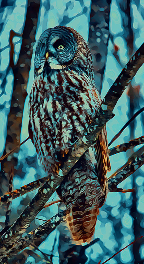 Great Gray Vision