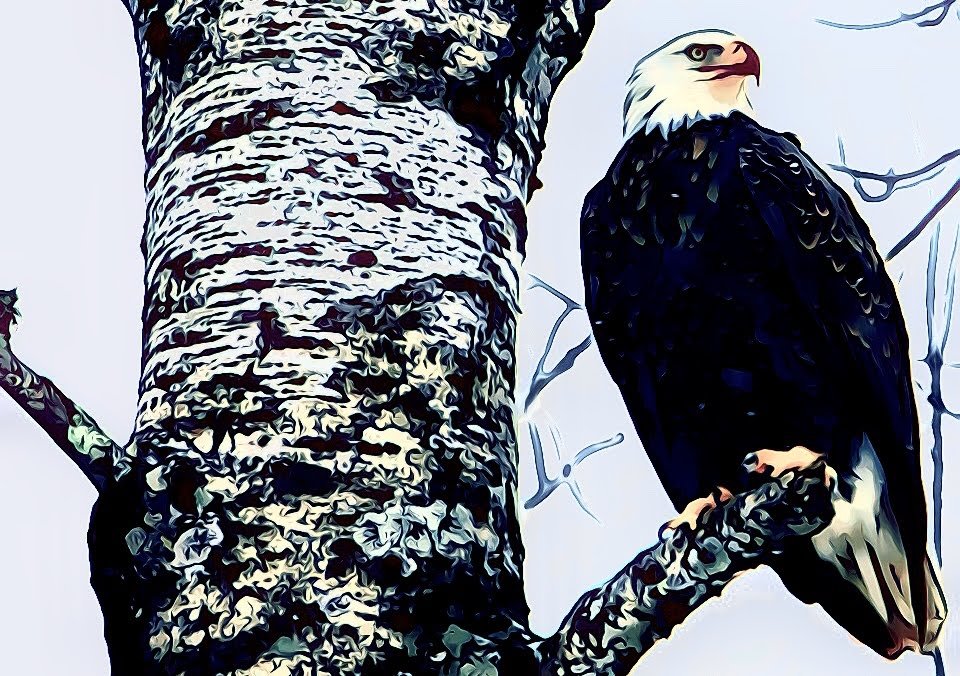 Blood Beak Eagle