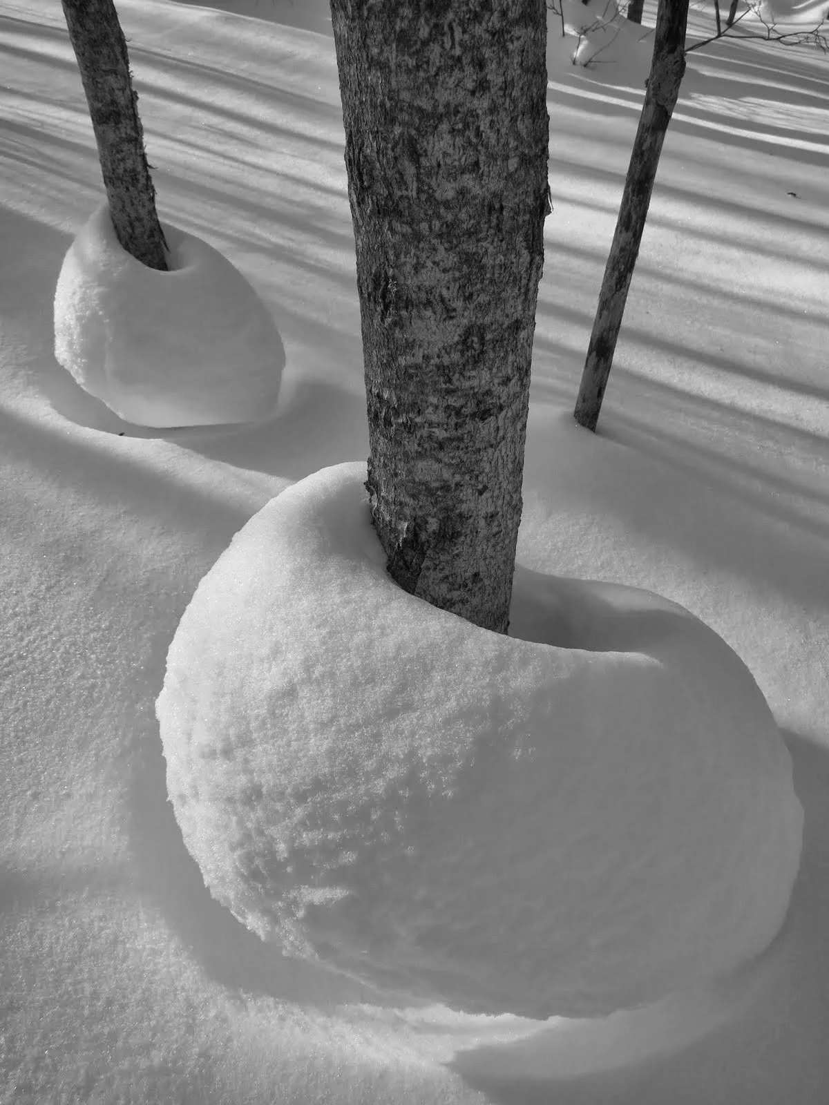 Settling Snow