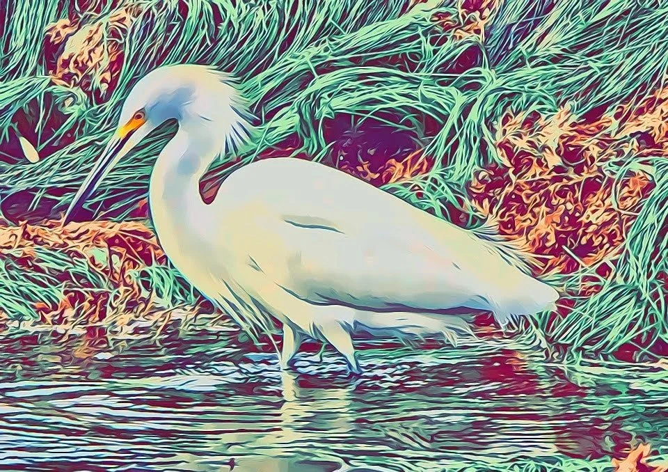 Egret