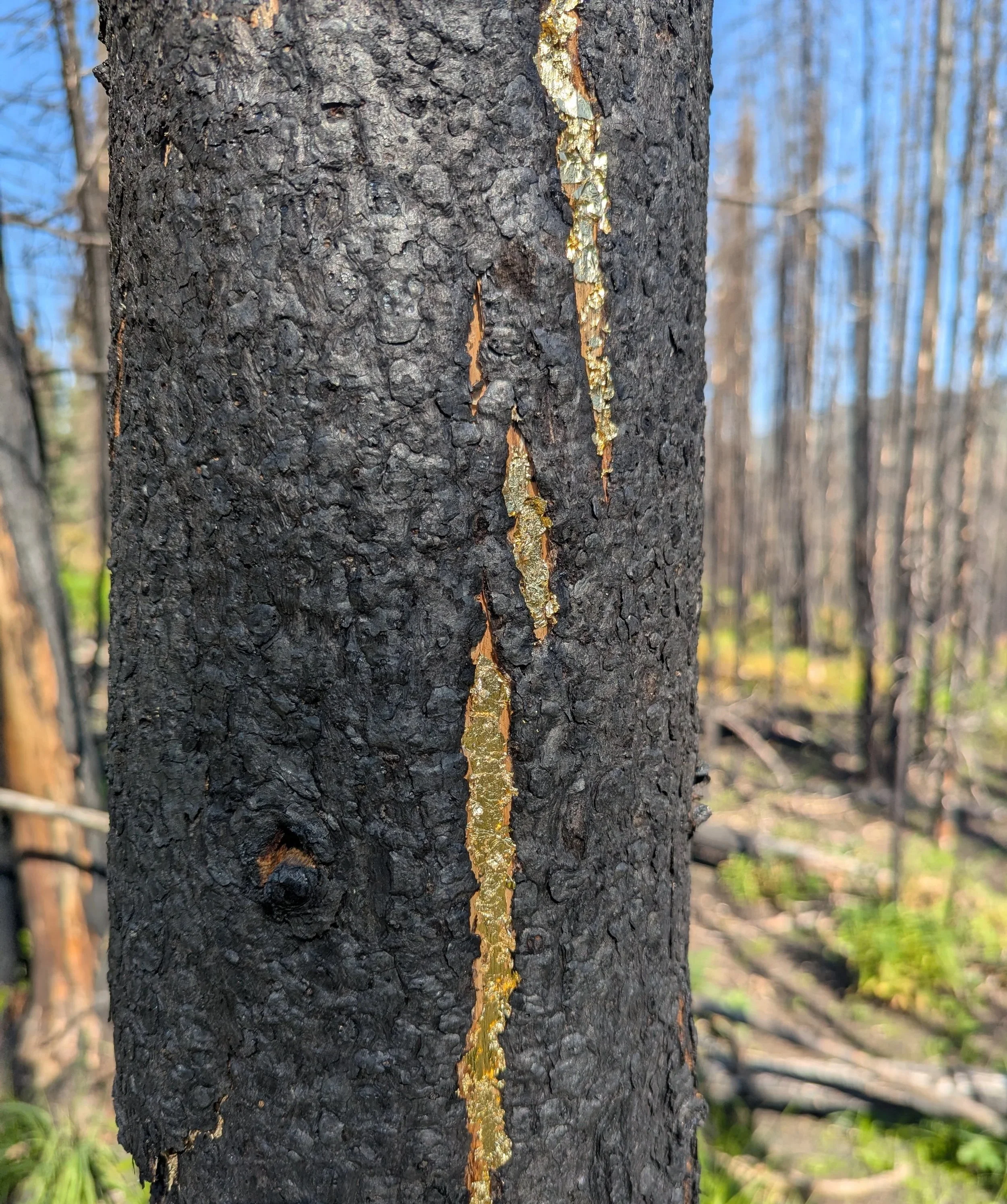 Wildfire Kintsugi - Antler Creek