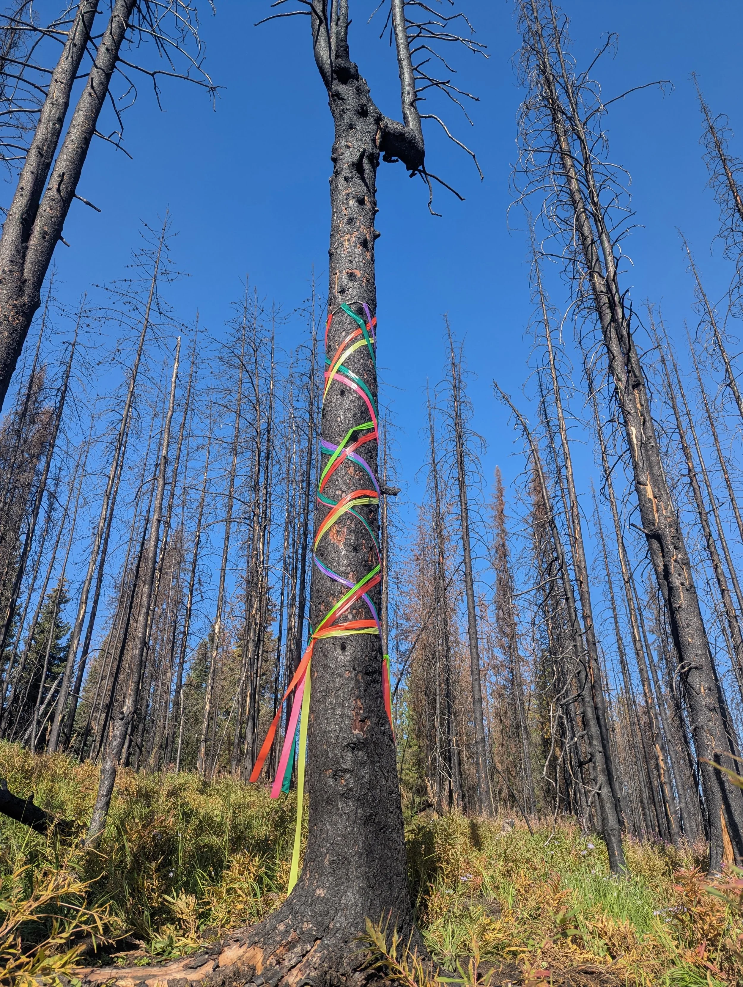 Maypole. Antler Creek, BC.