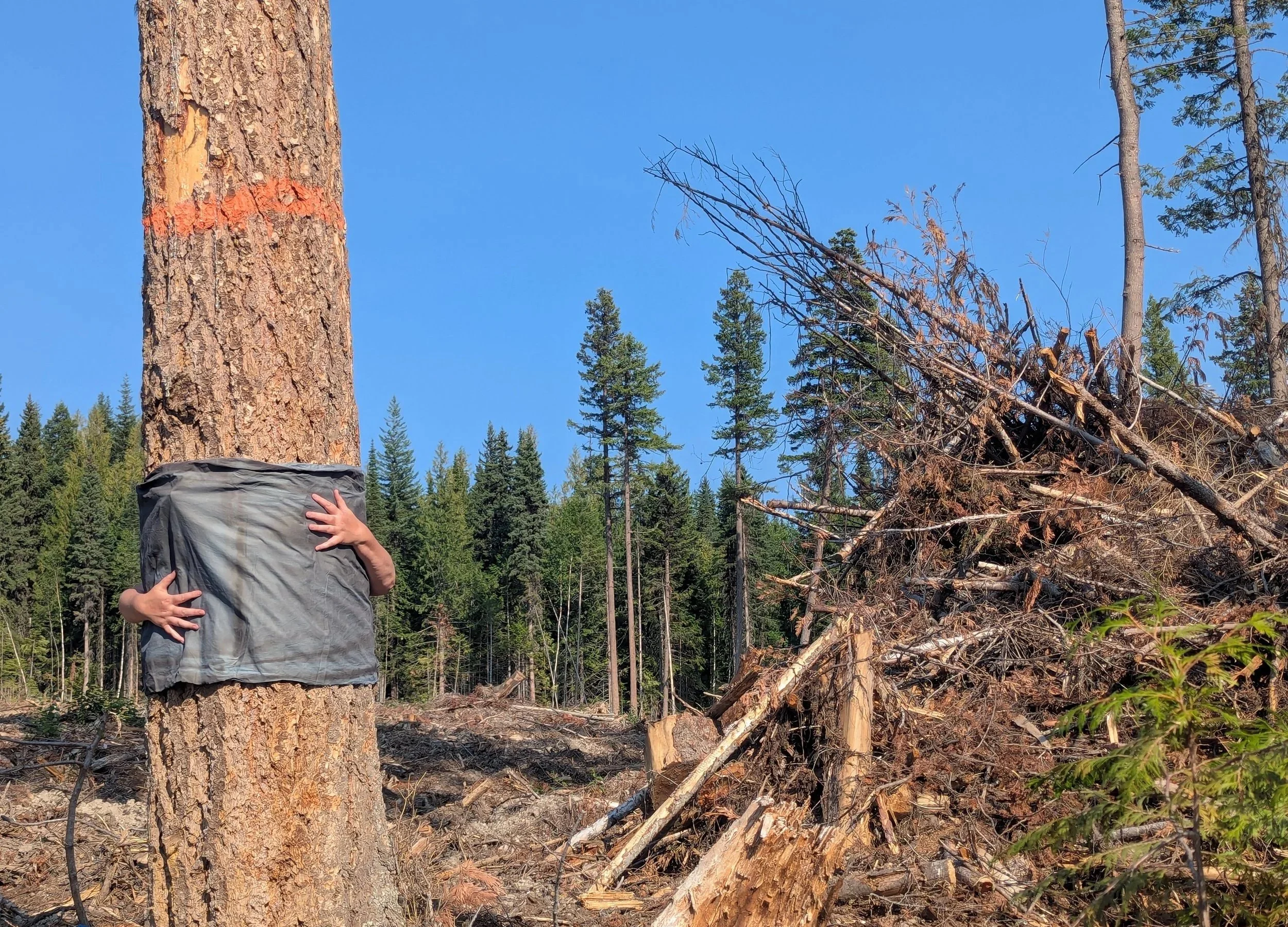 Tree Hug Cyanotype Performance - Quesnel, BC