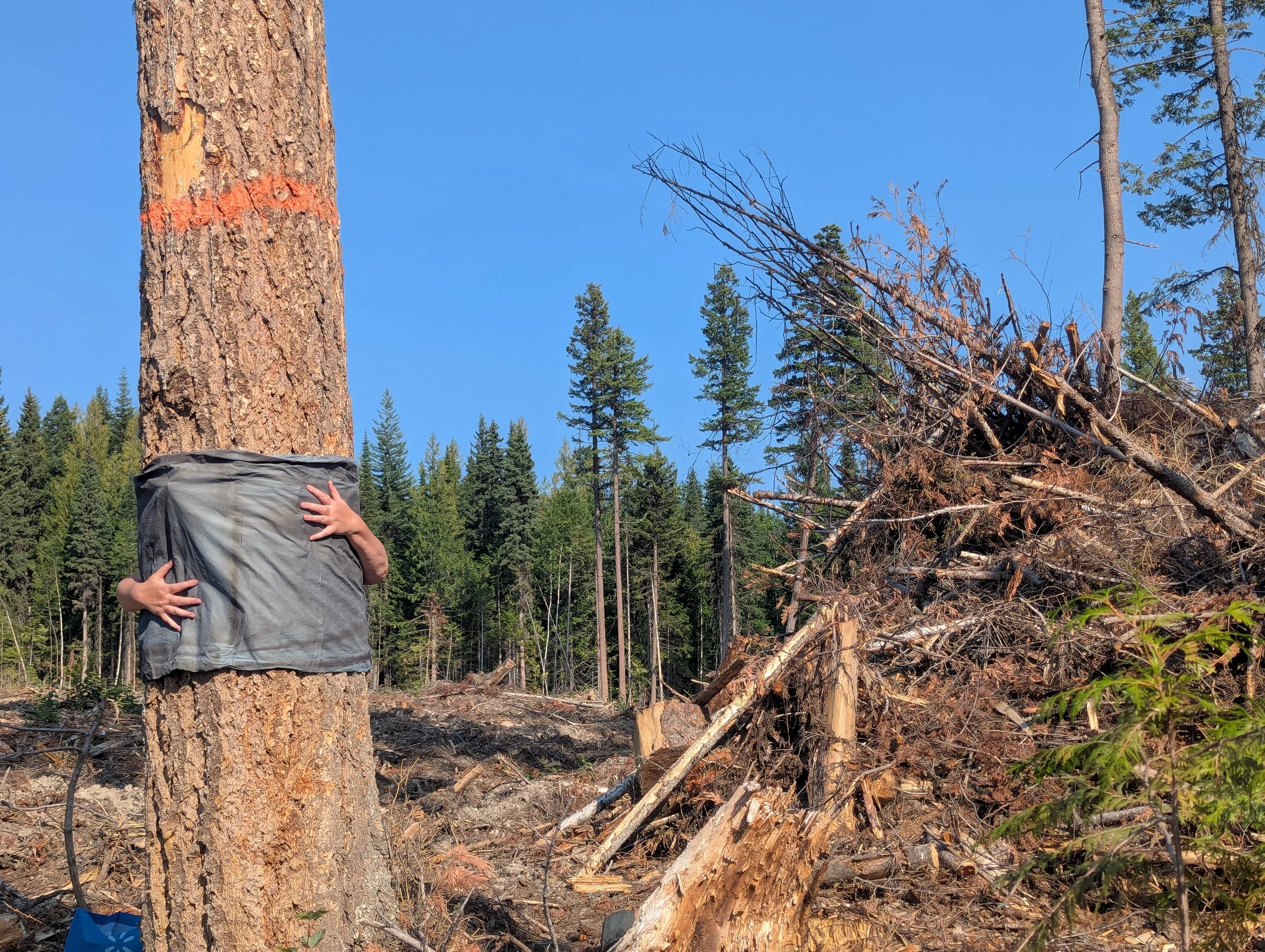 Residency: Actions Supporting Forests, Wells BC