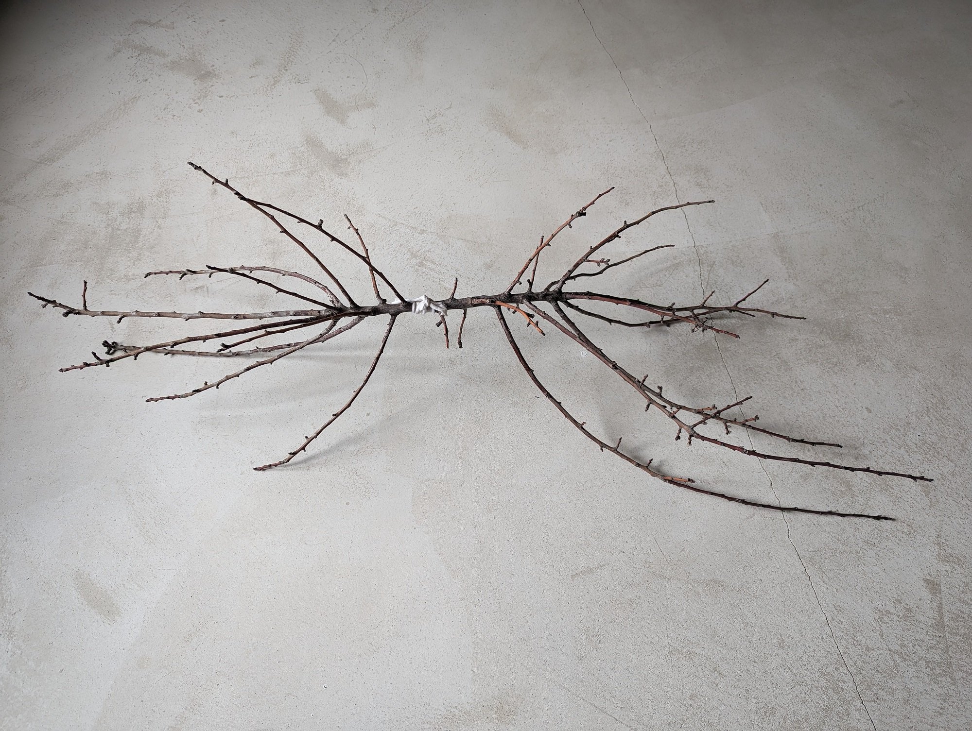 Grafted Lineages 1_branches, cotton-12x12x40inches-2024.jpg