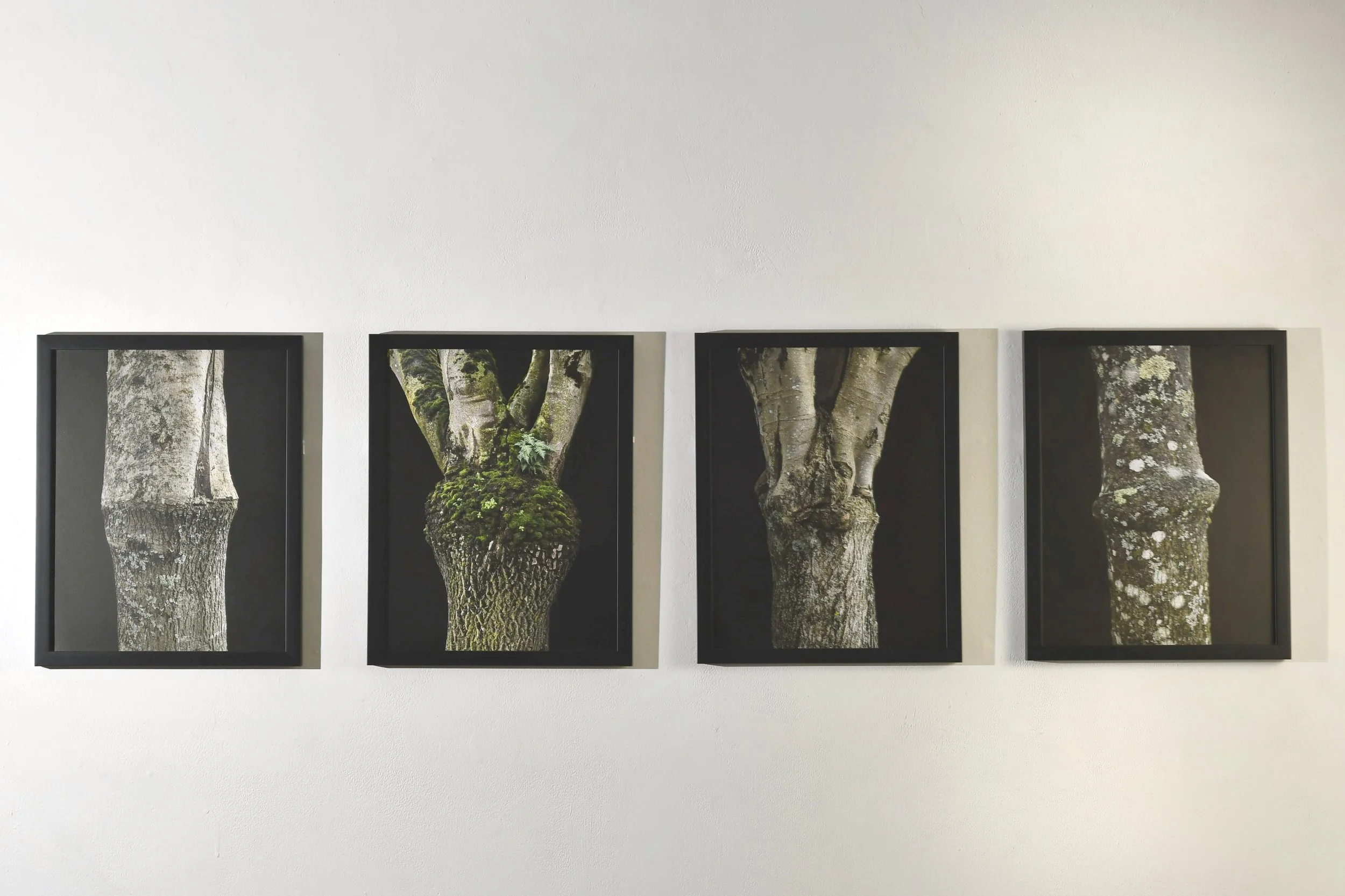 Grafted series by Jessie Demers