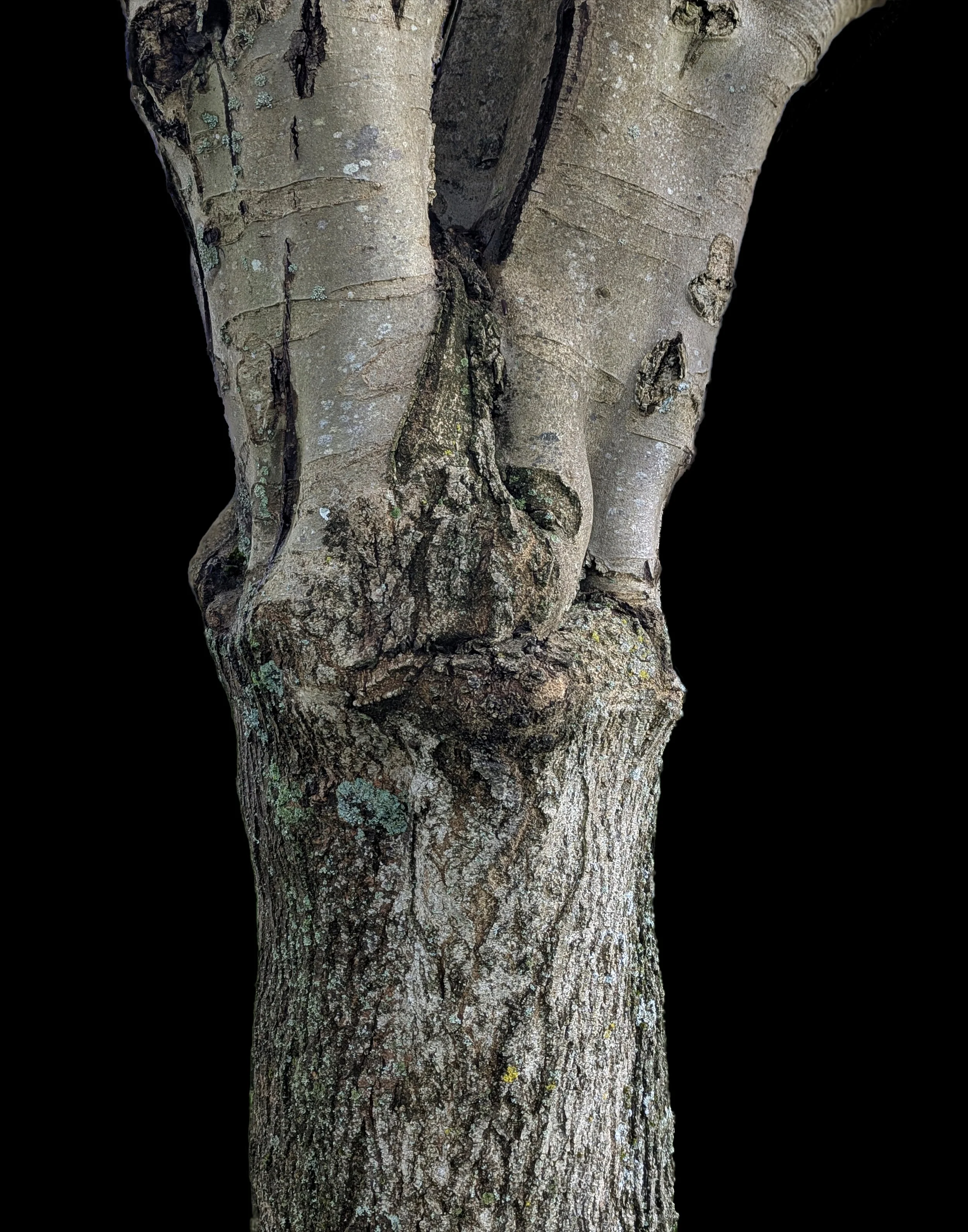 Grafted 4.jpg