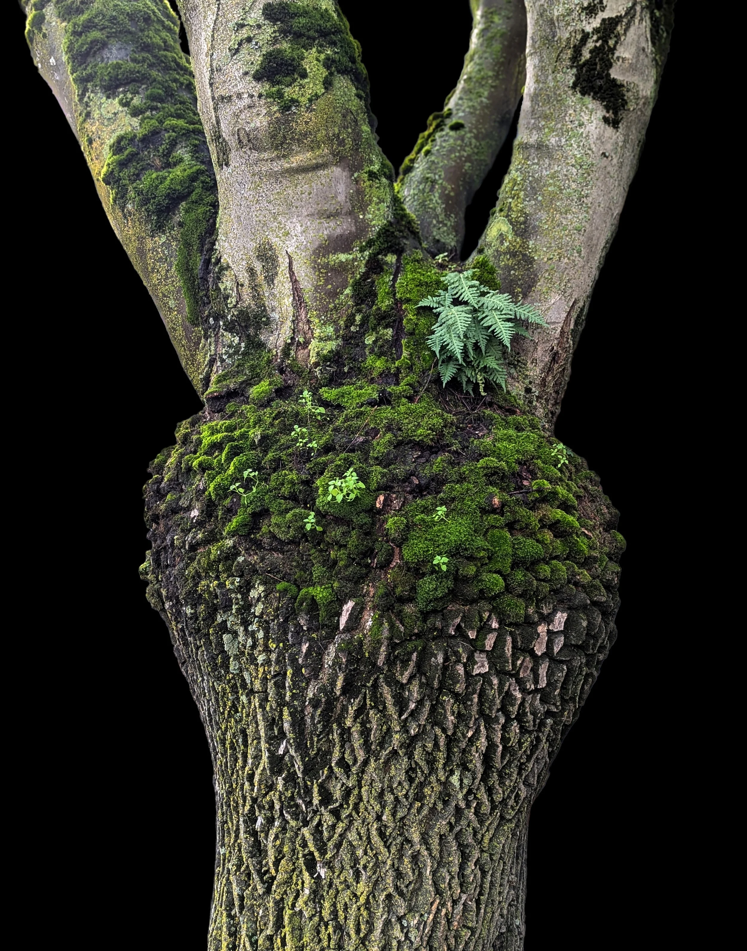 Grafted 3.jpg